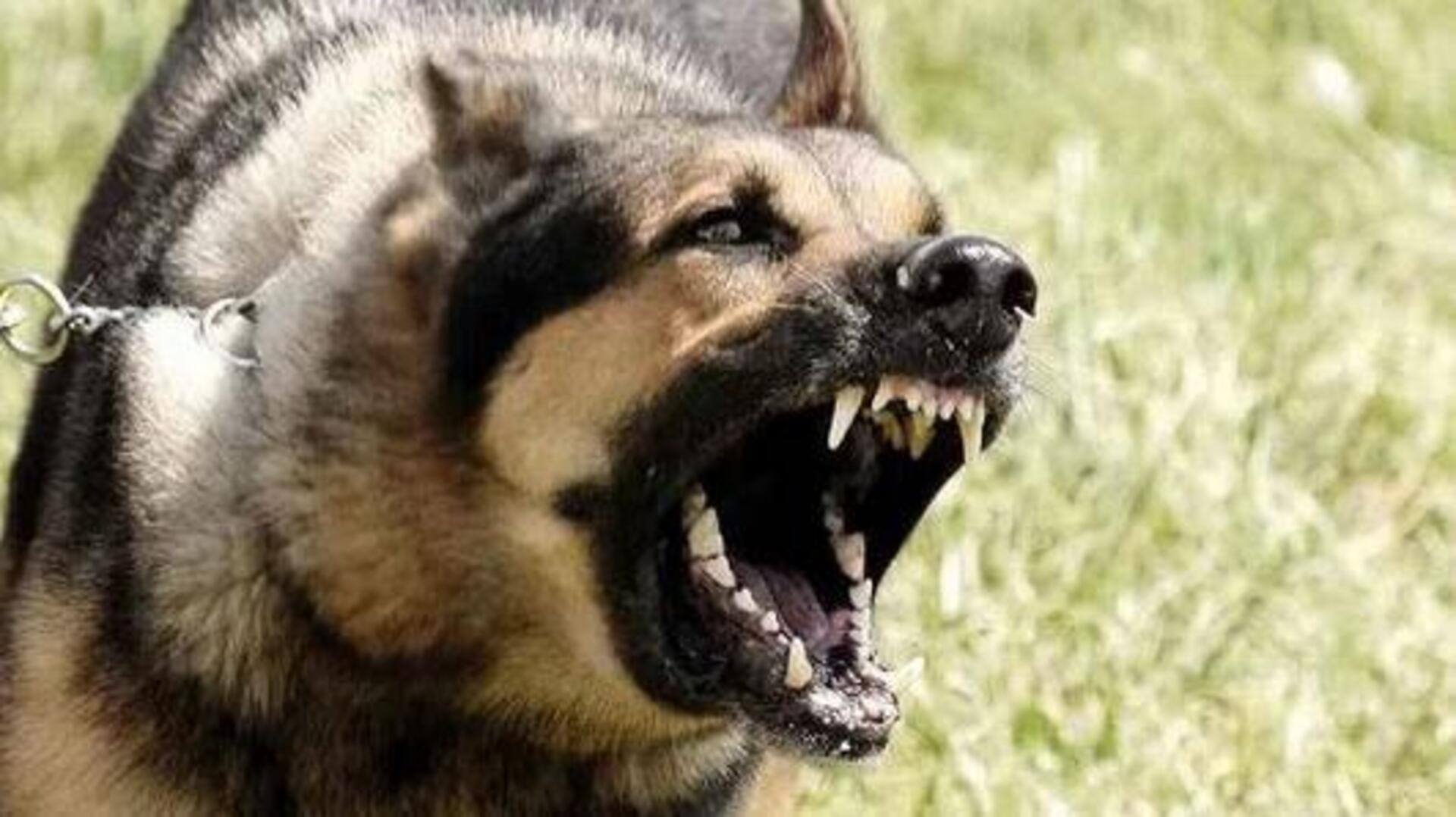 Dog Incident:హైదరాబాద్లో కలకలం.. యజమానిని చంపిన పెంపుడు కుక్క! Dog Incident:హైదరాబాద్లో కలకలం.. యజమానిని చంపిన పెంపుడు కుక్క!