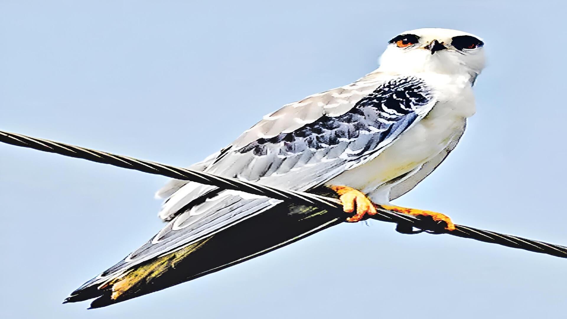 Kurnool: కోడుమూరు పొలాల్లో అరుదైన 'రామదాసు' పక్షి దర్శనం