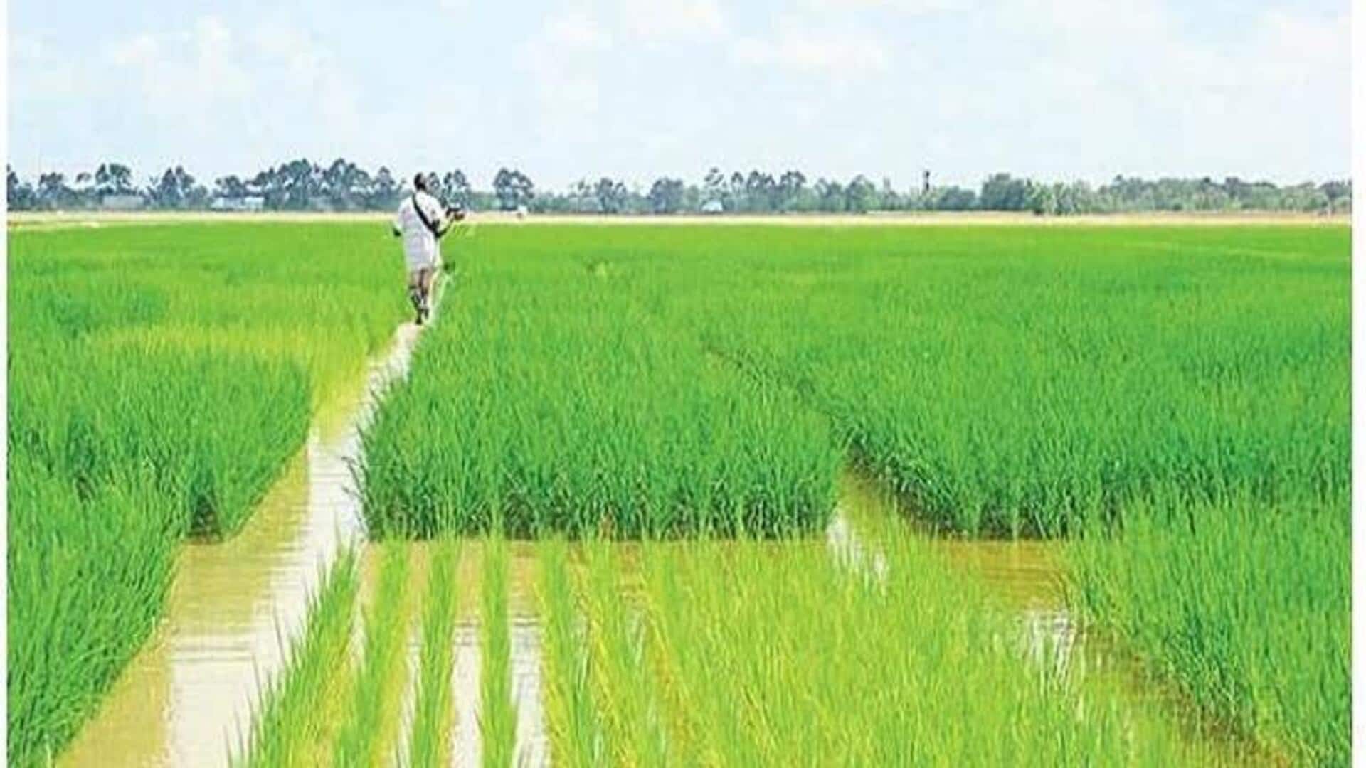 Warangal: ఉమ్మడి వరంగల్లో గణనీయంగా పెరిగిన వరి సాగు Warangal: ఉమ్మడి వరంగల్లో గణనీయంగా పెరిగిన వరి సాగు