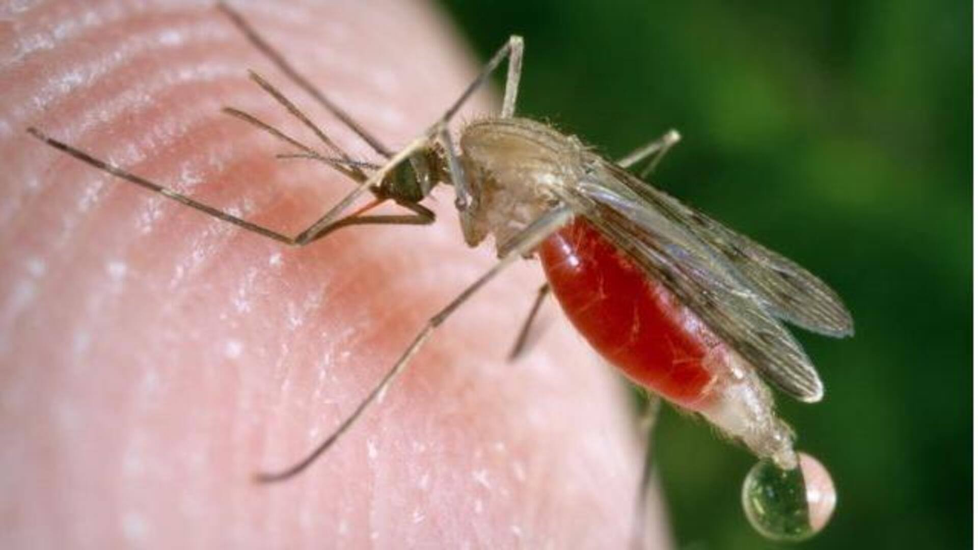 Mosquito : ఈ మొక్కలు ఇంట్లో ఉంటే.. ఒక్క దోమ కూడా రాదు!