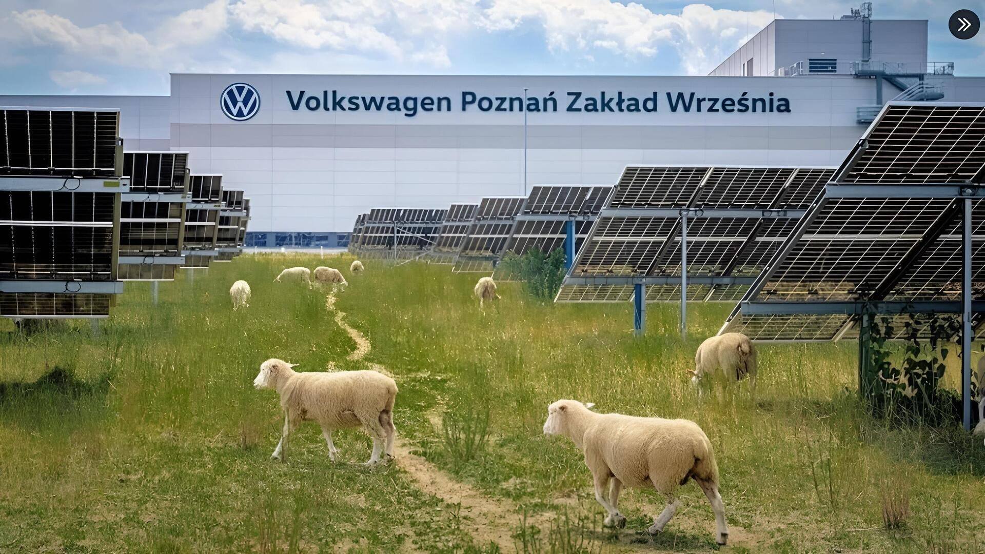Volkswagen: వోక్స్‌వ్యాగన్‌లో 100 గొర్రెలకు ఉద్యోగం.. కారణం తెలిస్తే ఆశ్చర్యపోతారు!