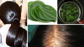 Betel leaves : తమలపాకులతో జుట్టు సమస్యలకు చెక్!