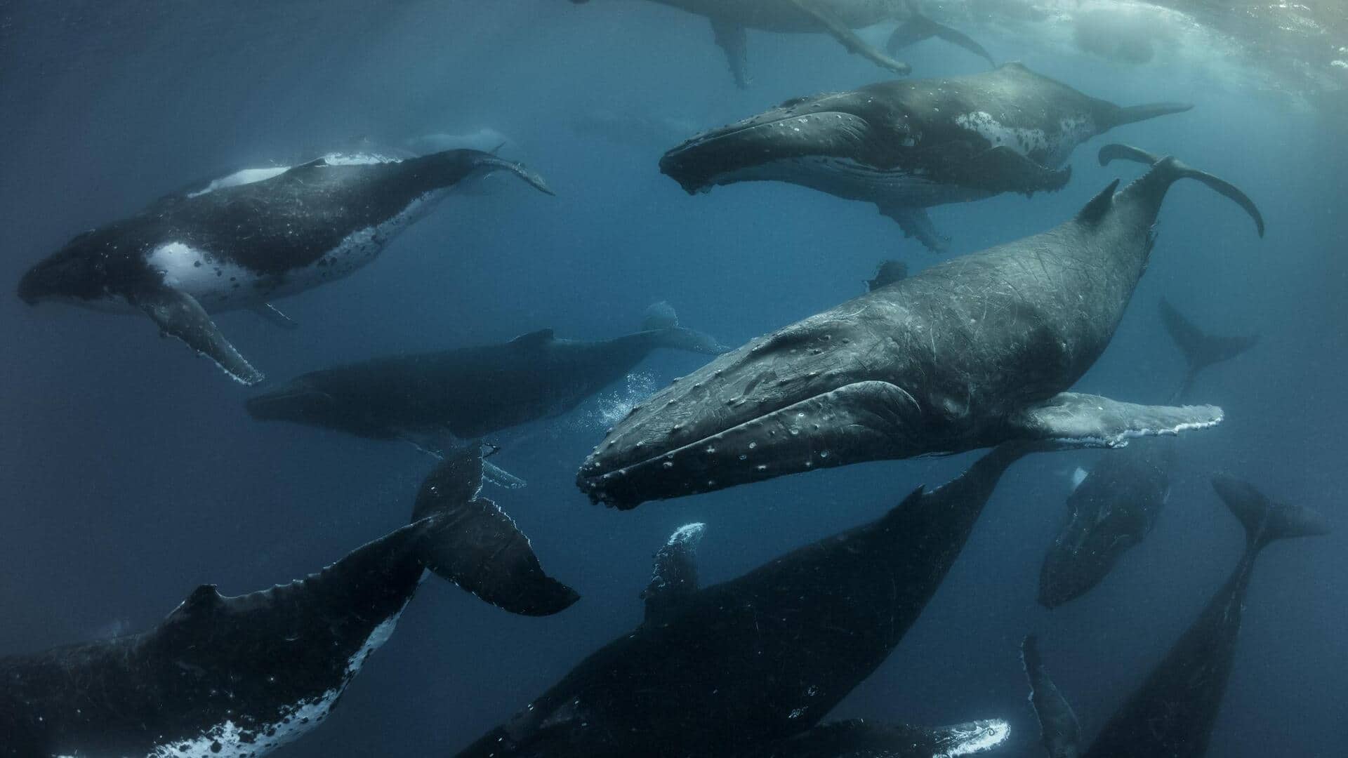 Sperm Whales: ప్రాంతానికో భాషా శైలి.. స్పెర్మ్ తిమింగలాలపై ఆసక్తికర అధ్యయనం