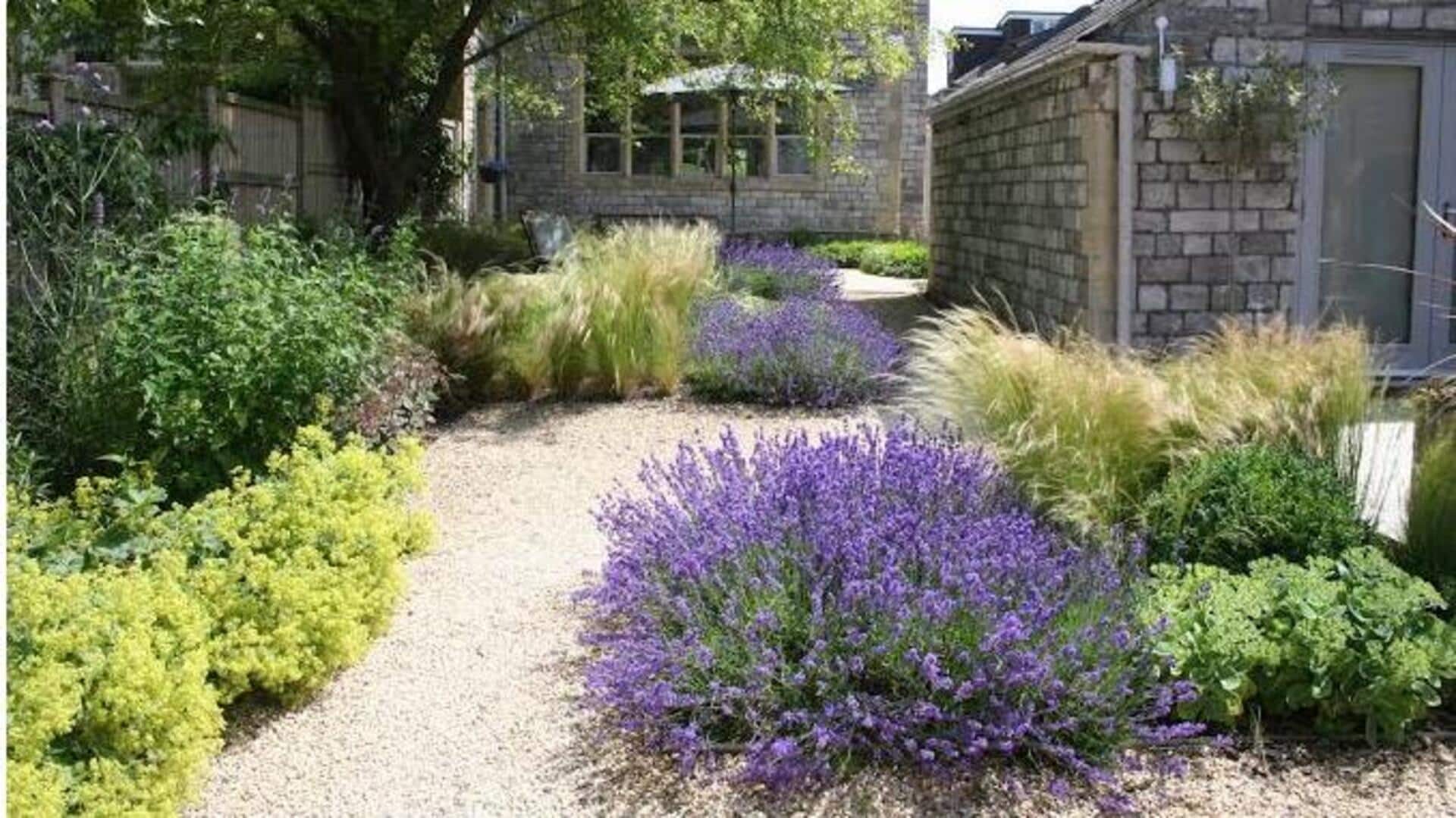 Lavender Gardening: ఇంట్లోనే లావెండర్ మొక్క పెంచాలా? ఈ గార్డెనింగ్ చిట్కాలు తెలుసుకోండి!