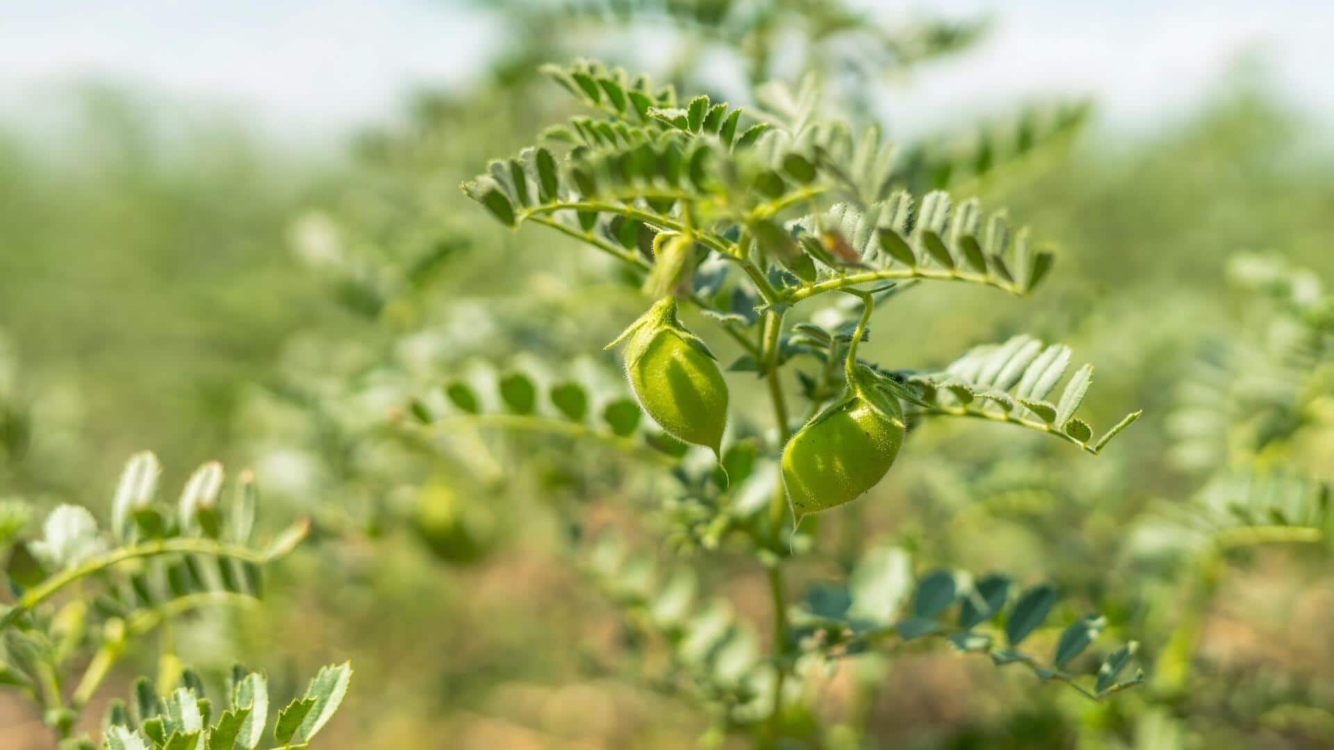 Chickpea Prices: పశ్చిమాసియా యుద్ధ ప్రభావం.. పెరిగిన శనగ ధరలు