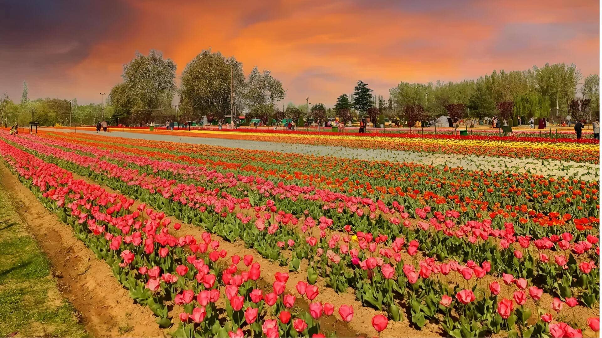 Tulip Garden: తెరుచుకున్న ఆసియాలోనే అతిపెద్ద తులిప్ తోట .. భారీగా తరలివచ్చిన పర్యాటకులు