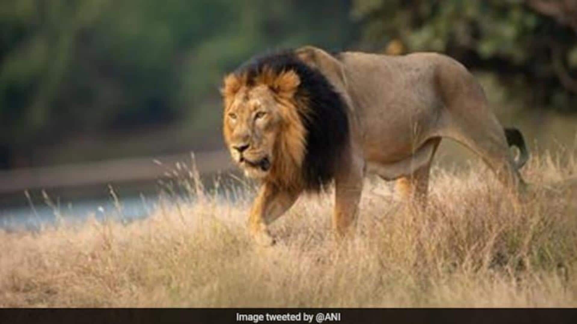 Asiatic lion: గుజరాత్లో 891కి పెరిగిన ఆసియా సింహాల సంతతి.. వెల్లడించిన ముఖ్యమంత్రి భూపేంద్ర పటేల్ Asiatic lion: గుజరాత్లో 891కి పెరిగిన ఆసియా సింహాల సంతతి.. వెల్లడించిన ముఖ్యమంత్రి భూపేంద్ర పటేల్