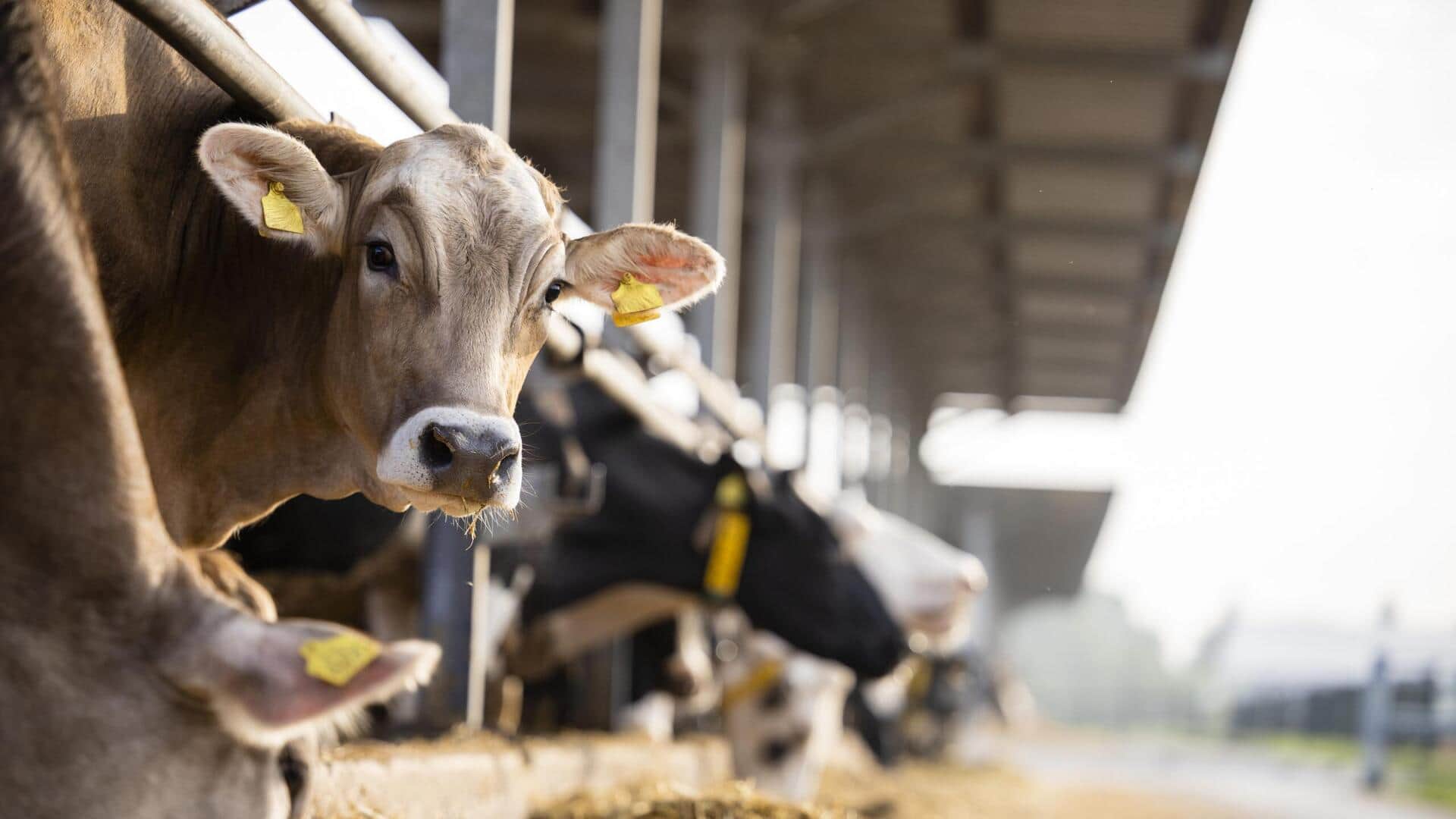 Cow Bird Flu: ఆవుకు బర్డ్ ఫ్లూ సోకడానికి కేవలం 10 వైరస్ కణాలే చాలు.. శాస్త్రవేత్తల సంచలన అధ్యయనం