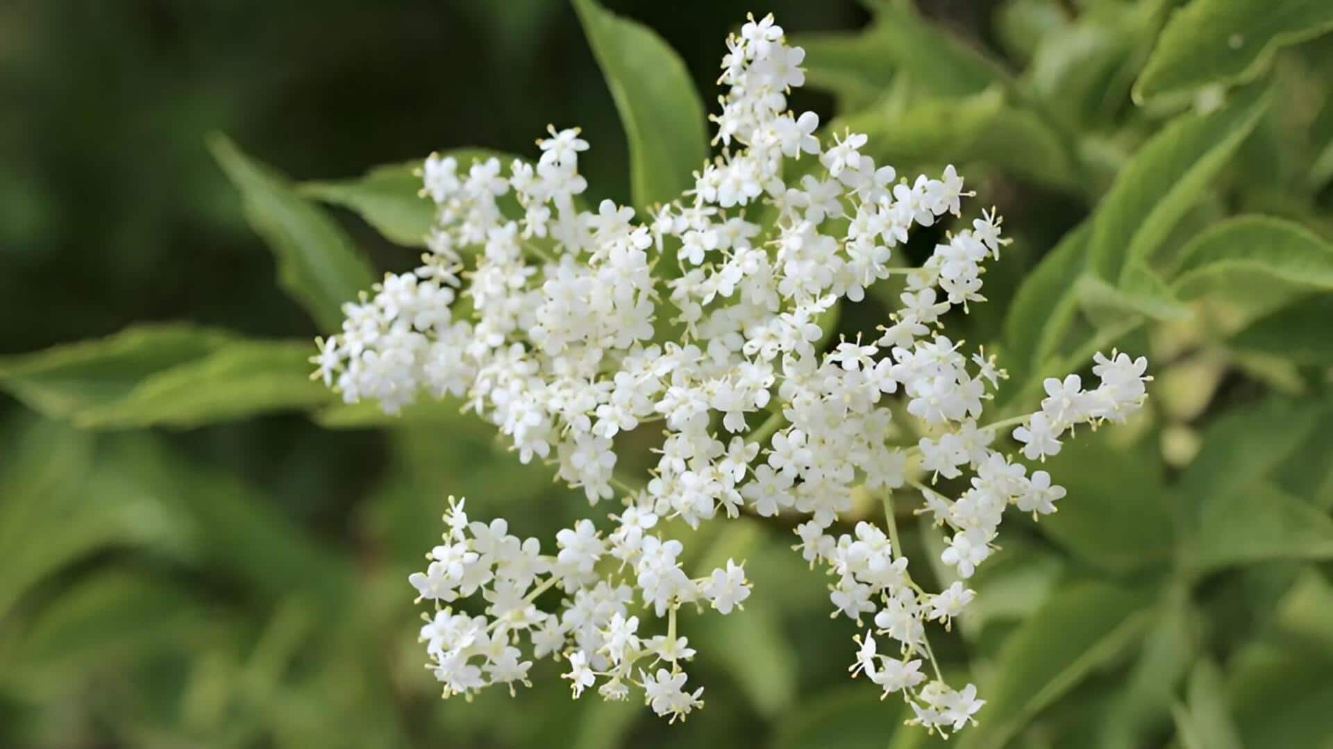 Elderflower: ఆరోగ్యానికి నేచురల్ టానిక్.. ప్రతిరోజూ ఎల్డర్‌ఫ్లవర్ ఎందుకు తీసుకోవాలో తెలుసా?