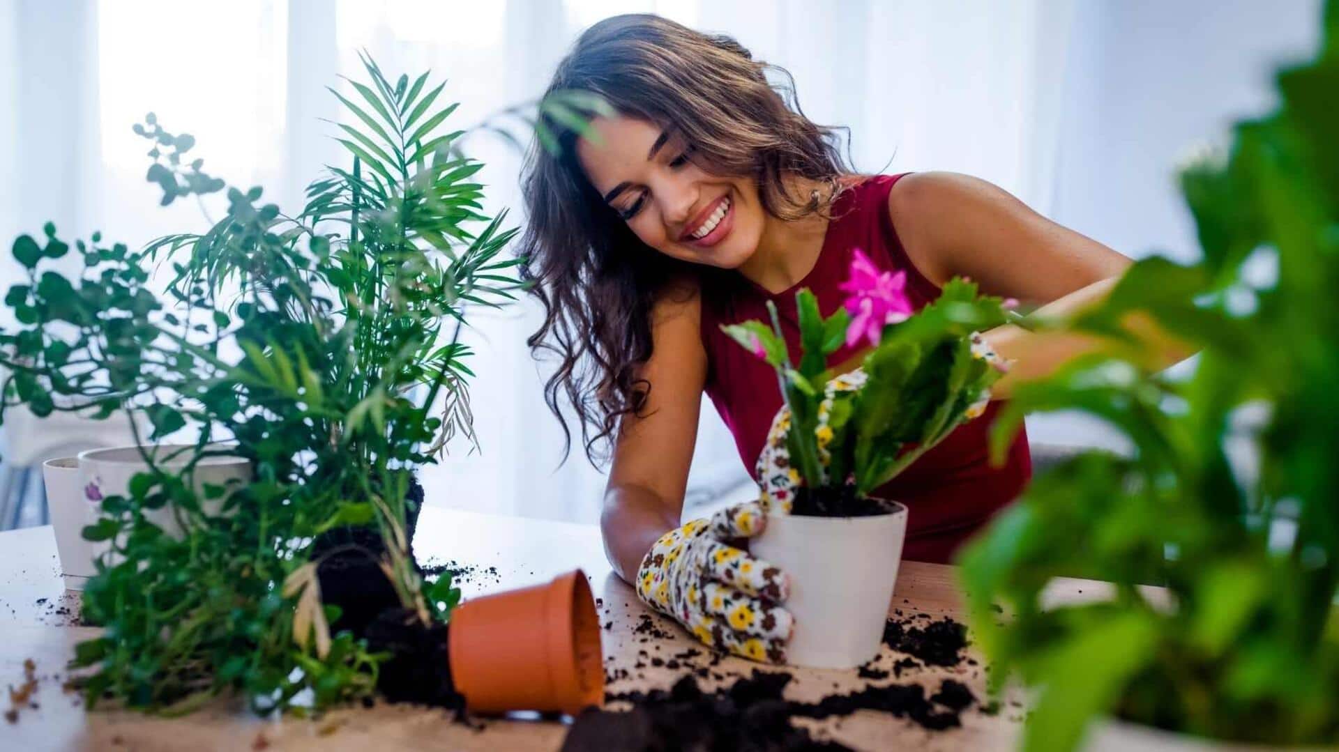 Indoor Plants: ఈ ఇండోర్ ప్లాంట్స్‌తో మీ ఇంటి అందాన్ని పెంచుకోండిలా..