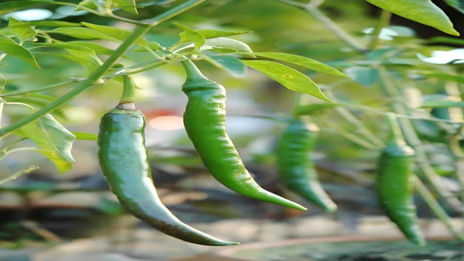 Green Chillies: ఘాటు రుచే కాదు ఆరోగ్యానికి ఖజానా.. పచ్చి మిర్చిపై నిపుణుల మాట