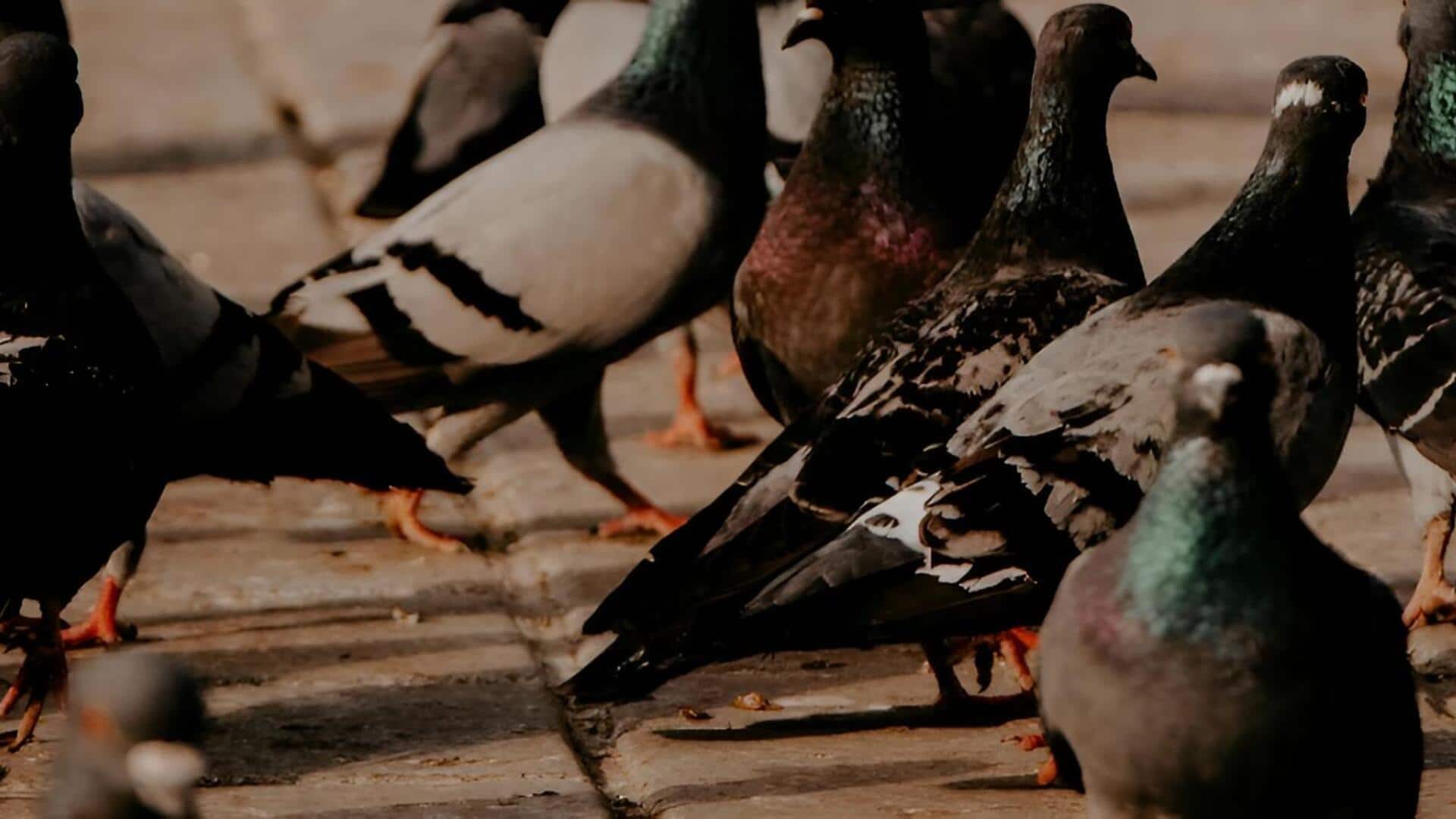 Pigeons: పావురాల లివర్‌లో దాగి ఉన్న 'అంతర్గత కంపాస్'.. శాస్త్రవేత్తల కొత్త అధ్యయనం!