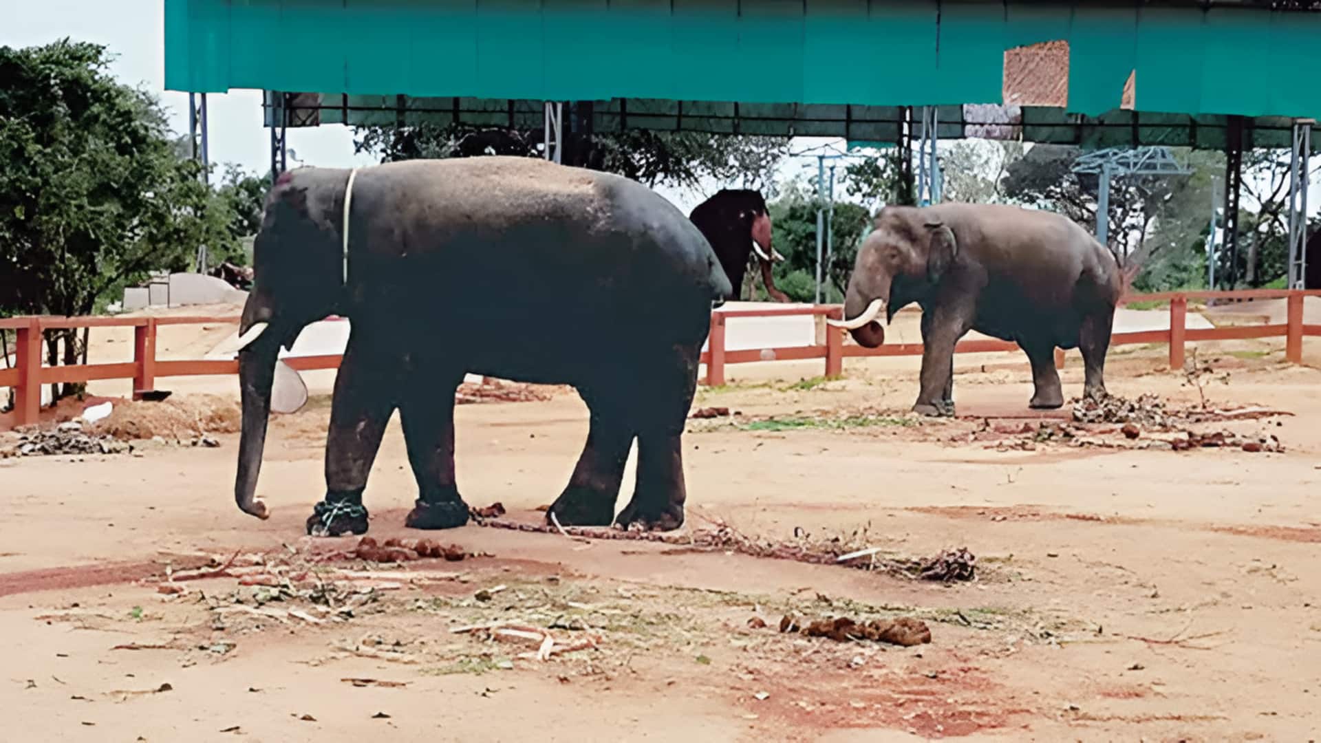 Kumki Elephants: కుంకీ ఏనుగులకు ప్రత్యేక గుర్తింపు కార్డులు