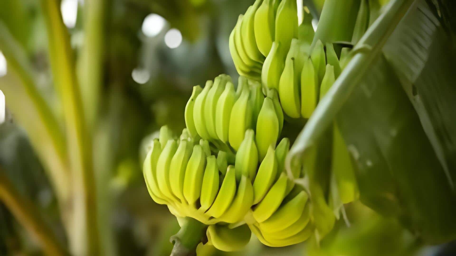 Fact Check: కిలో అరటిపండ్లు 50 పైసలే? సంచలనంగా వైఎస్‌ జగన్‌ ట్వీట్‌ 