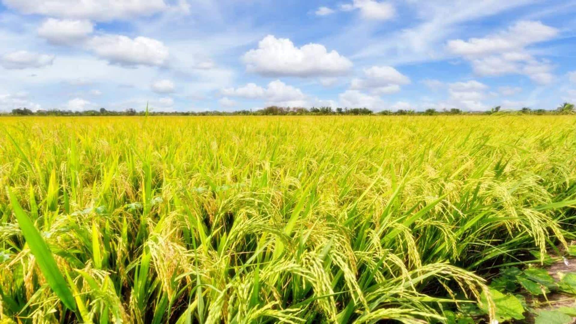 Rice Farming: రైతులకు గుడ్‌న్యూస్..కరువును జయించే వరి.. చైనా శాస్త్రవేత్తల కీలక ఆవిష్కరణ