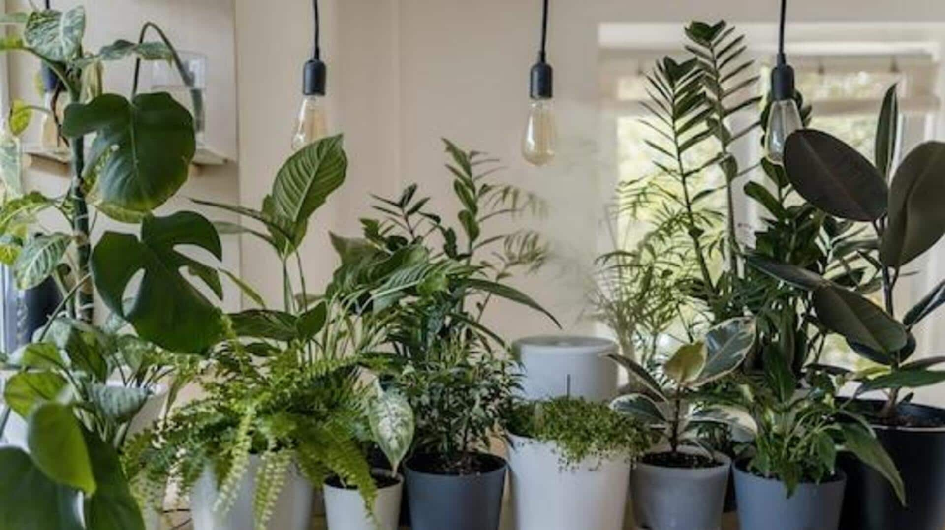 Summer Indoor Plants: వేసవికాలంలో మీ ఇంటిని చల్లగా ఉంచేందుకు ఈ ఇండోర్ ప్లాంట్స్ ను పెంచుకోండి