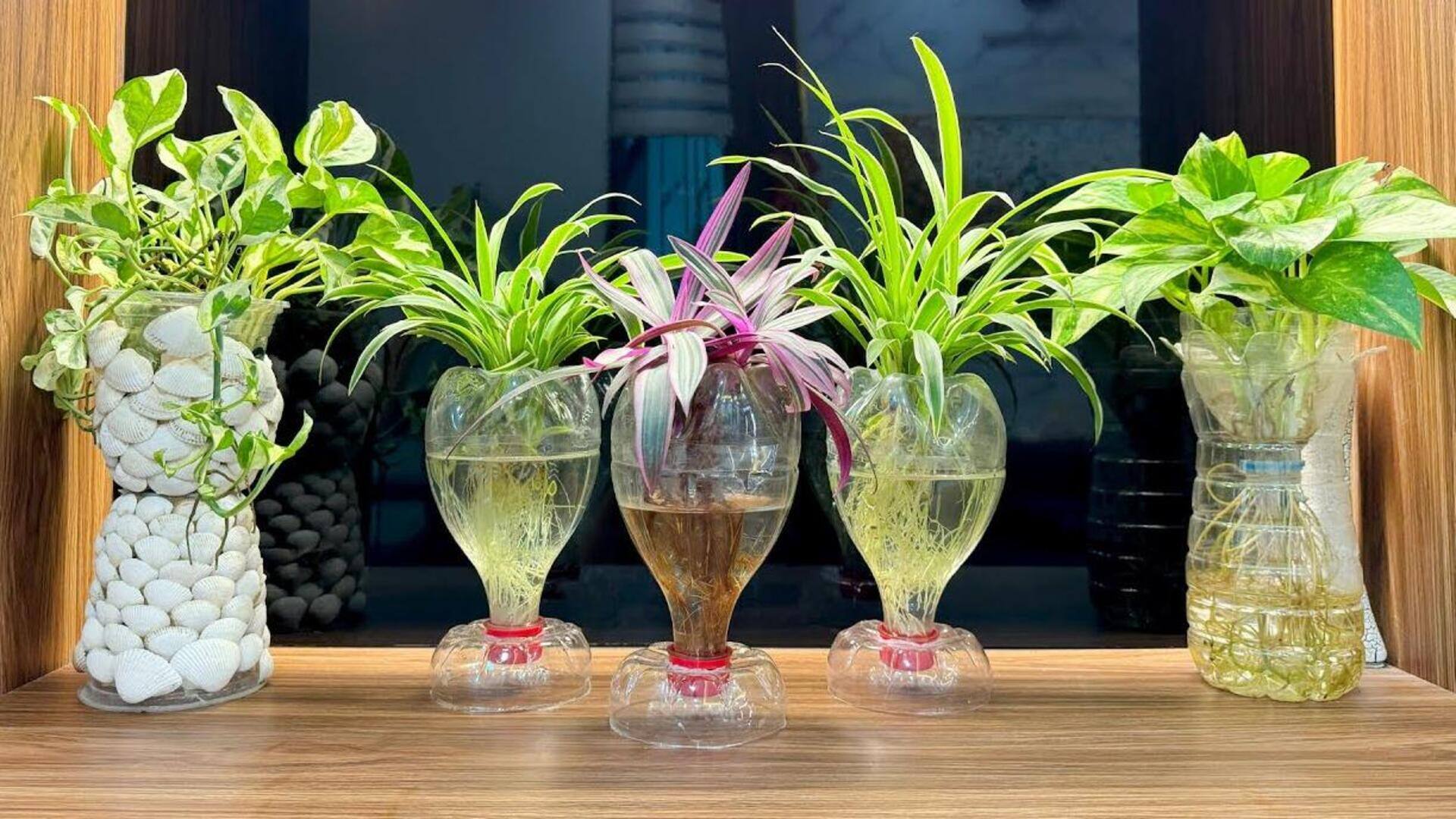 House Plants: గాజు సీసాలో పెంచగలిగే ఈ 5 నీటి మొక్కల గురించి తెలుసా? ఇంటికి అందాన్ని పెంచుకోండిలా..