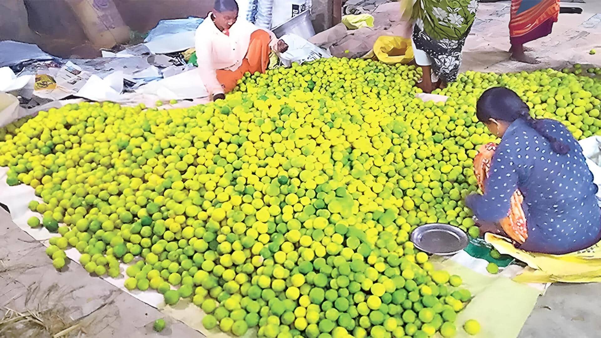Lemon Prices : రైతులకు ఊరట.. మార్కెట్‌లో పెరిగిన నిమ్మకాయల ధర.. కేజీకి ఎంత ఉందో తెలుసా?