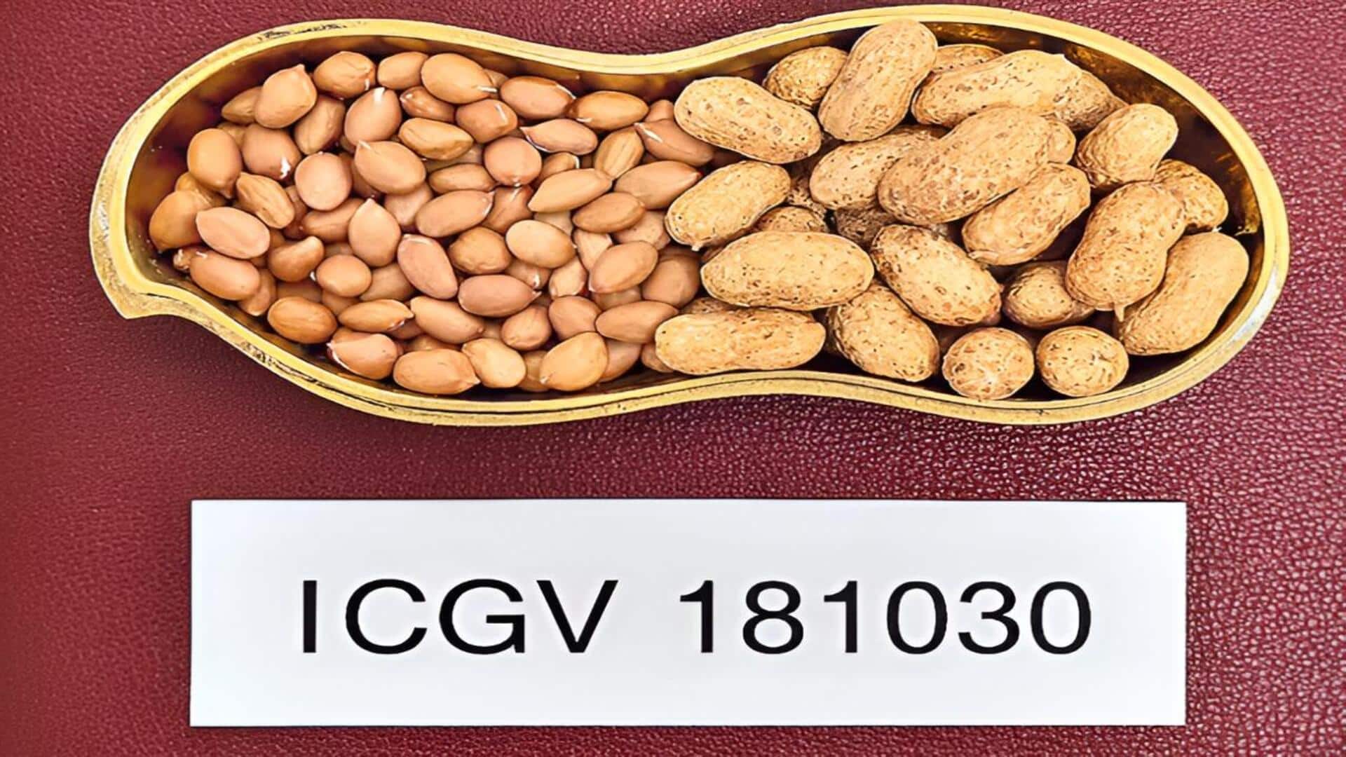 ICRISAT: ఇక్రిశాట్‌ నుంచి రెండు కొత్త హైఓలిక్‌ వేరుసెనగ రకాలు విడుదల