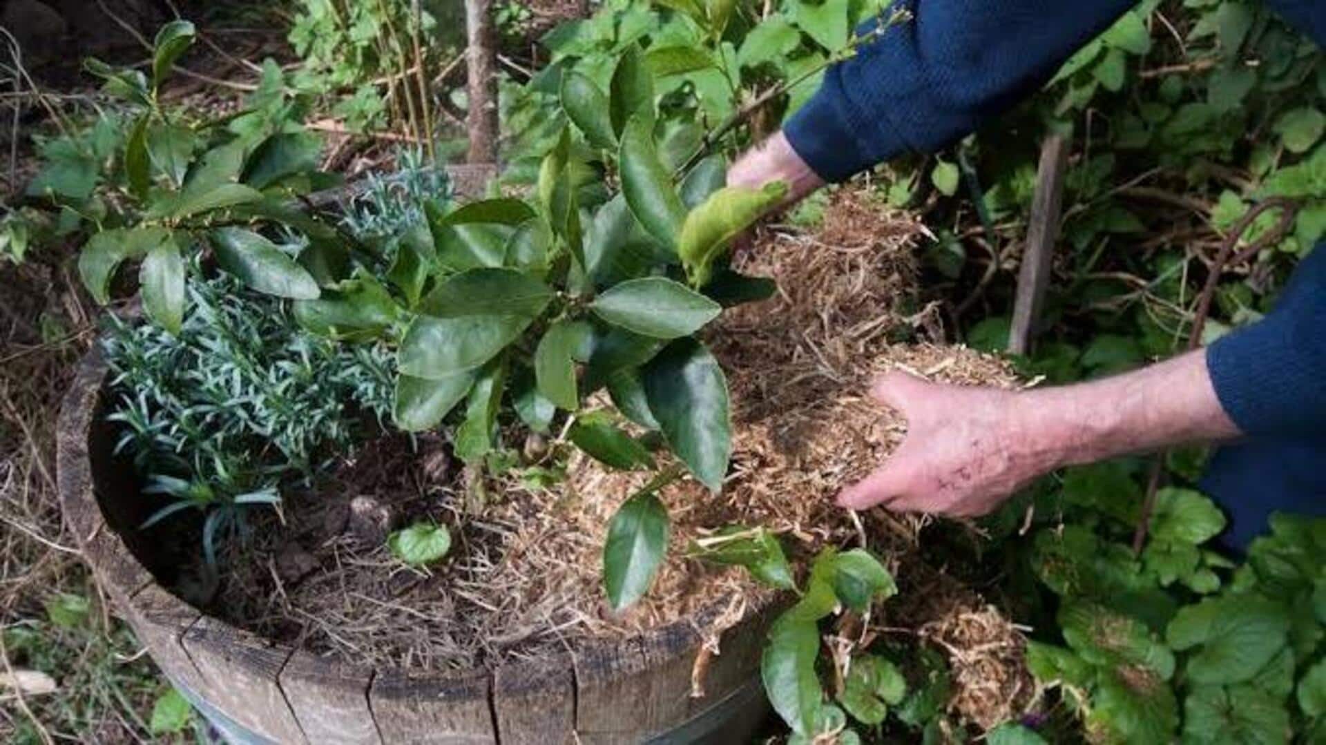 Mulching: కుండీ మొక్కలకు మల్చింగ్ ఎలా చేయాలి? ఇలా చేస్తే మొక్కలు ఎప్పుడూ పచ్చగా ఉంటాయి!