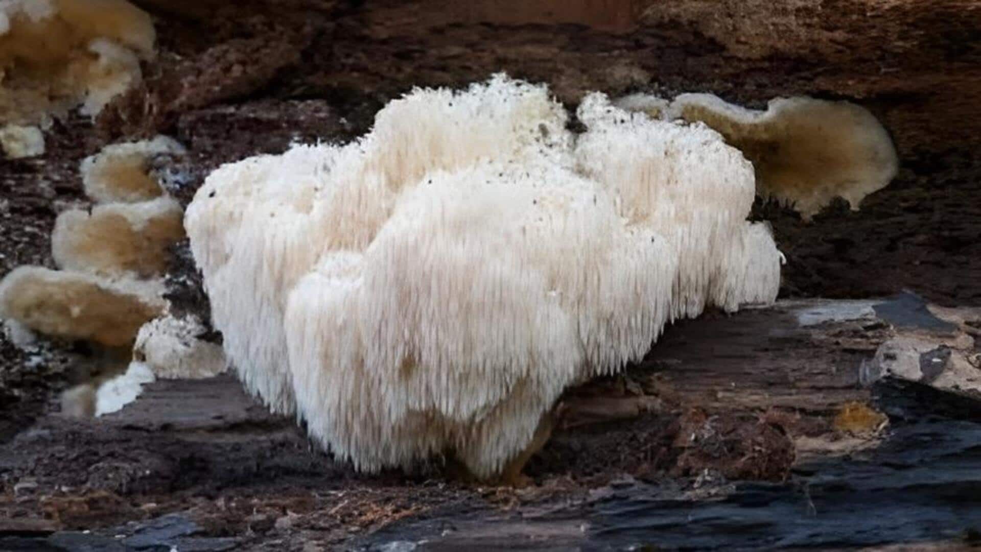 Lion's Mane Mushrooms :లయన్స్ మేన్ మష్రూమ్స్.. మీ ఇంట్లో సులభంగా పెంచే విధానం ఇదే!
