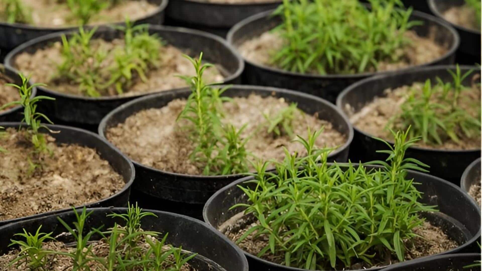 Tarragon: కుండీల్లో టార్రాగన్ సాగు.. సులభంగా పెంచే చిట్కాలివే!