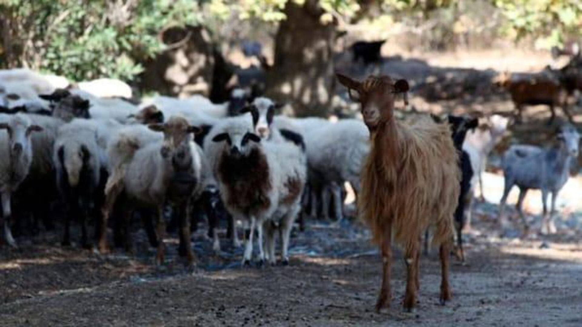 Goat Plague:గోట్'ప్లేగు అంటే ఏమిటీ? పశువుల తరలింపుపై గ్రీస్‌ ఎందుకు  నిషేధం విధించింది