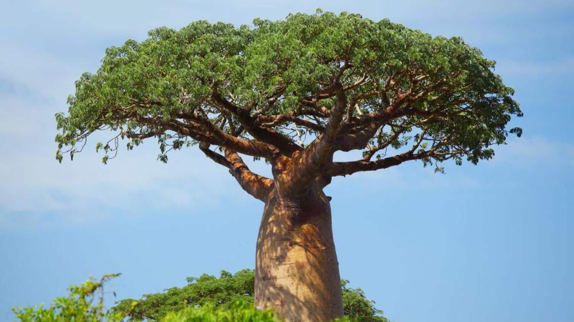 Tree of Life: బావోబాబ్ వల్ల ఆరోగ్య ప్రయోజనాలు.. తెలుసుకోవాల్సిన ఐదు అద్భుతమైన ఉపయోగాలివే
