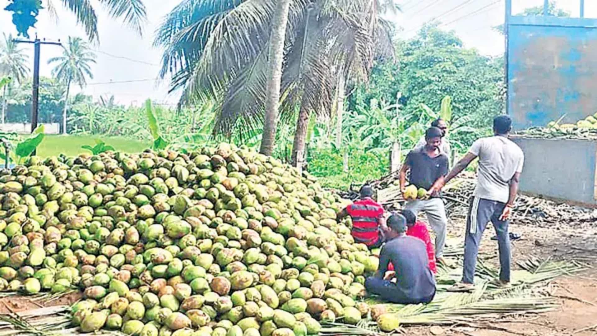 Andhra Pradesh: కొబ్బరి రైతులకి మంచి రోజులు.. పండుగల ముందు ధరలు గరిష్ఠ స్థాయికి 