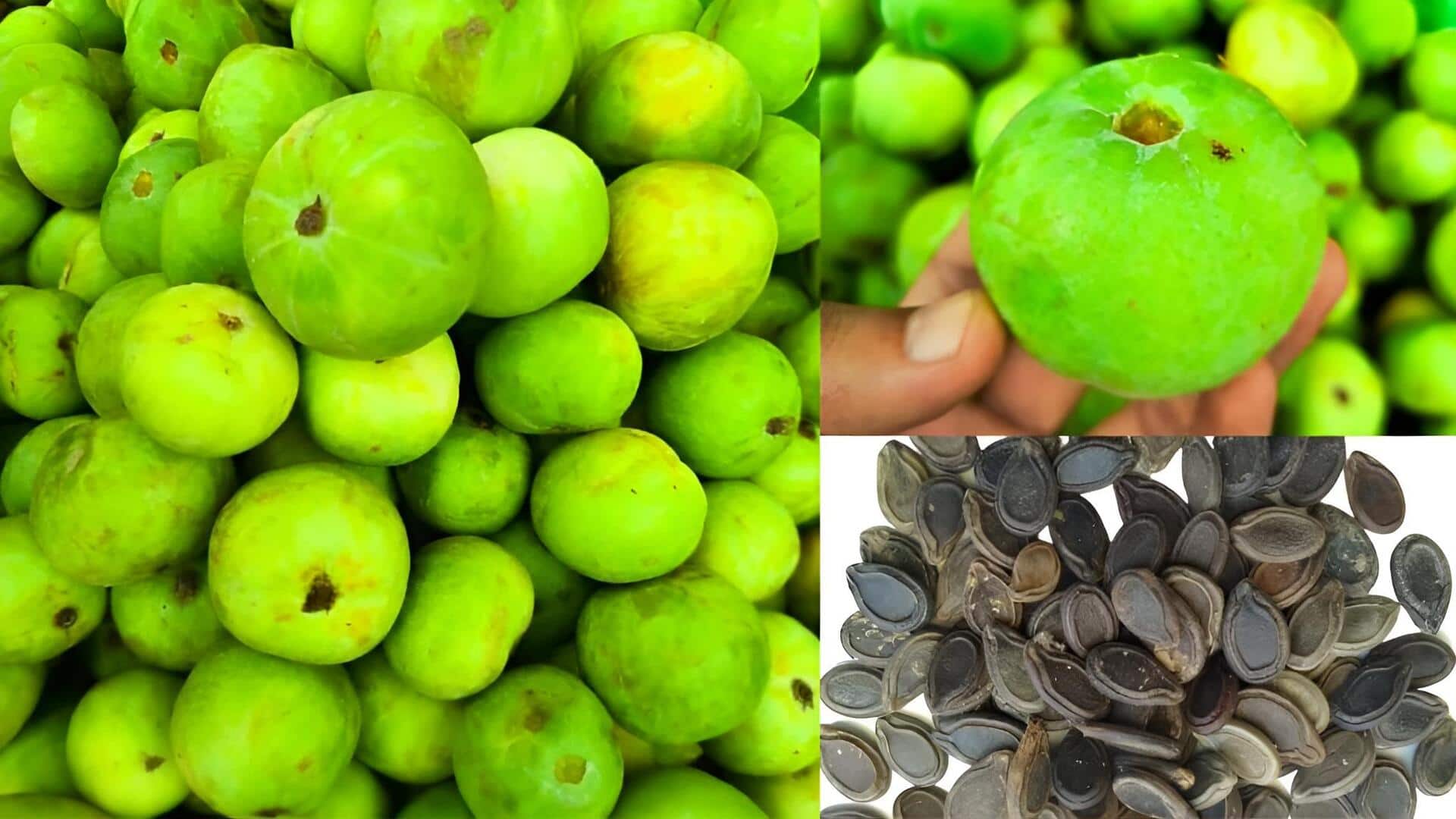 Cultivation of tinda: టిండా సాగులో ట్రాలీస్ వాడితే అధిక దిగుబడి.. రైతులకు లాభాల బాట
