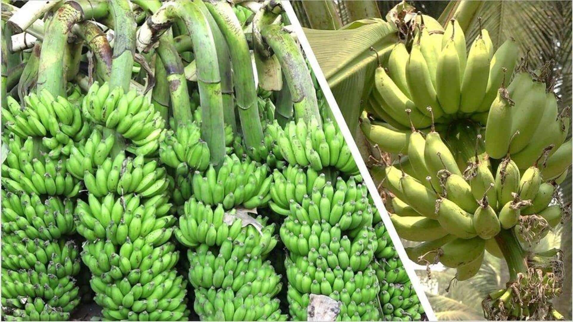 Banana Farming: భూతాపంతో అరటి పంట ఉనికికే ప్రమాదం.. కోరలుచాస్తున్న వాయు, జల కాలుష్యాలు Banana Farming: భూతాపంతో అరటి పంట ఉనికికే ప్రమాదం.. కోరలుచాస్తున్న వాయు, జల కాలుష్యాలు