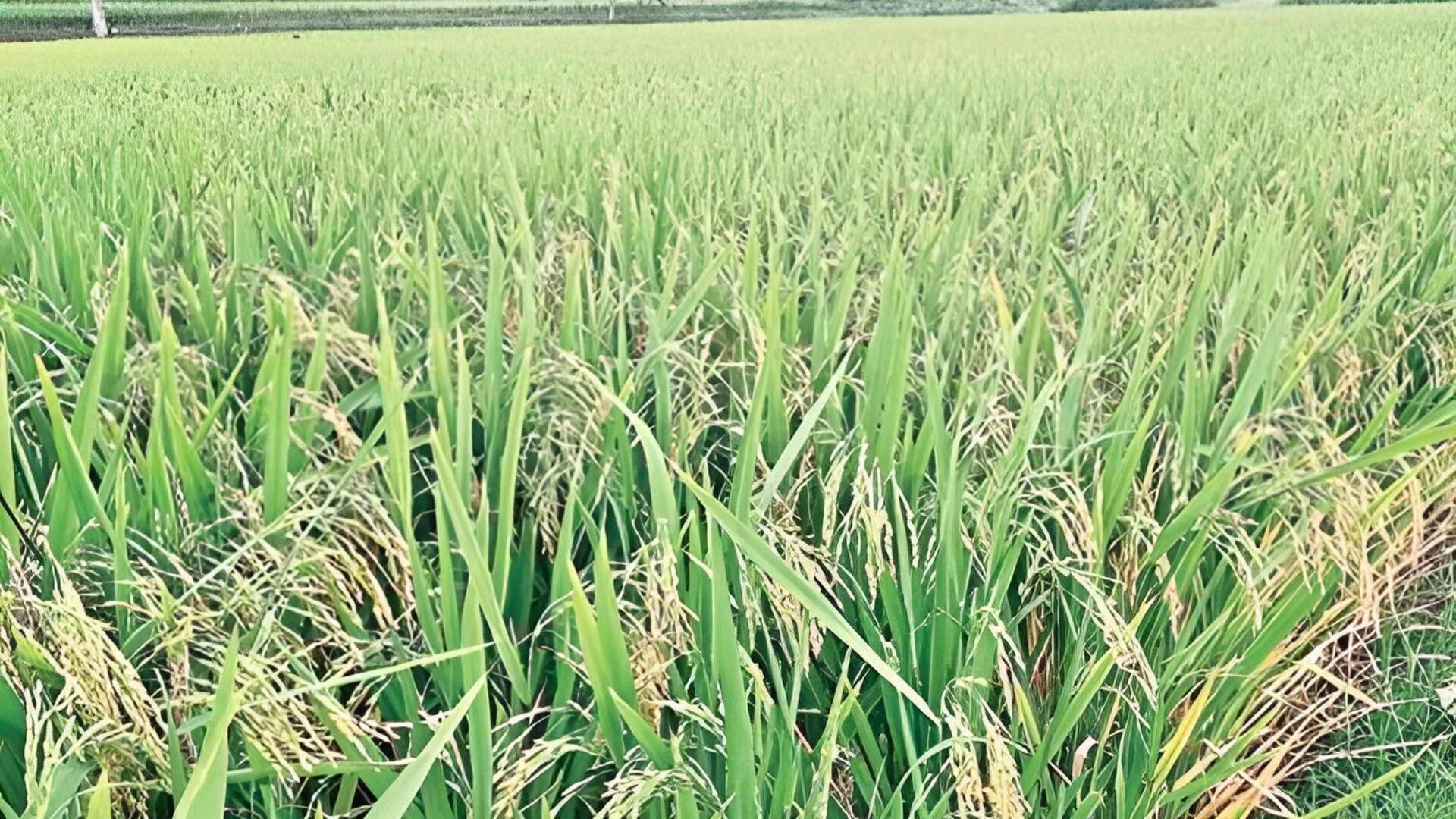 Telangana: తెలంగాణ వరి రైతులకు బిగ్ రిలీఫ్.. బోనస్‌ కోసం కోట్ల నిధుల విడుదల!