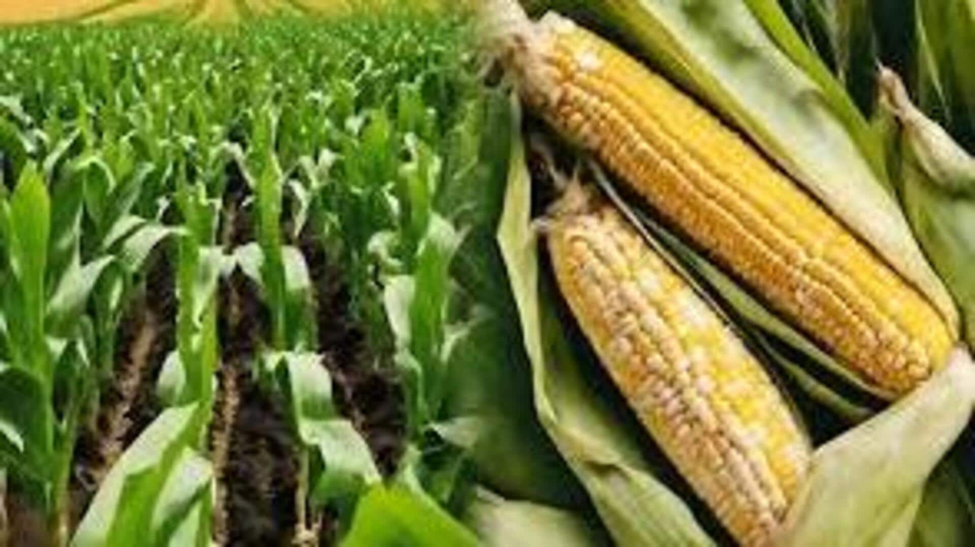 Andhra Pradesh: వ్యవసాయ ధోరణిలో మార్పులు.. మొక్కజొన్న వైపు రైతుల మొగ్గు Andhra Pradesh: వ్యవసాయ ధోరణిలో మార్పులు.. మొక్కజొన్న వైపు రైతుల మొగ్గు