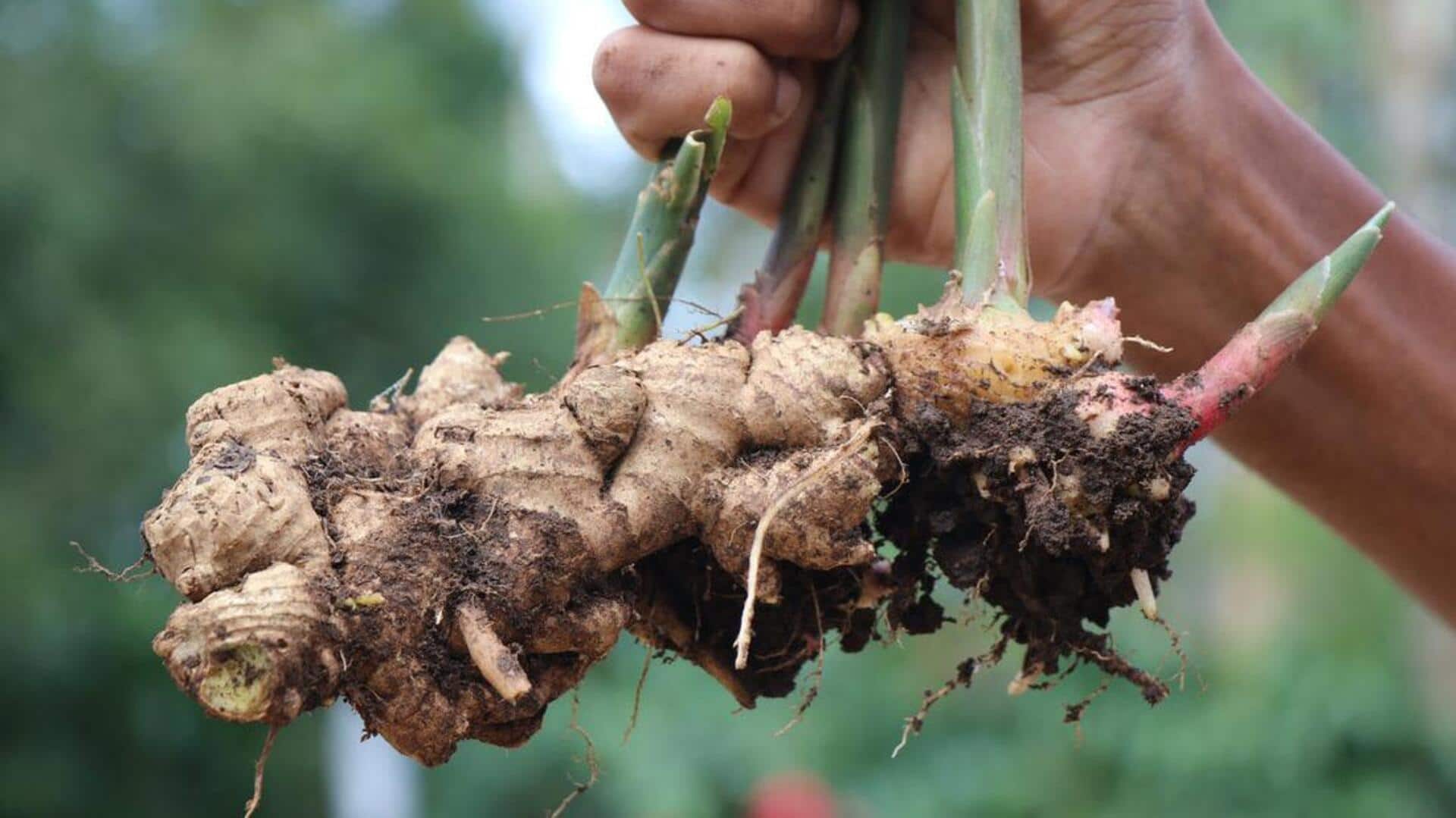 Indoor Gardening: ఇంట్లో అల్లాన్ని సులభంగా పెంచండిలా..