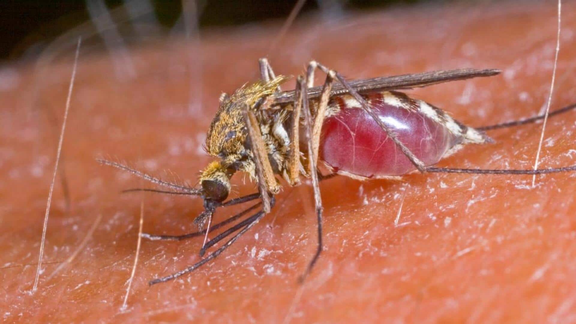 Elephant Mosquitoes: వైరస్‌పై యుద్ధానికి ఏనుగు దోమలు.. కొవిడ్‌ తరహాలో ఆంక్షలను అమల్లోకి..