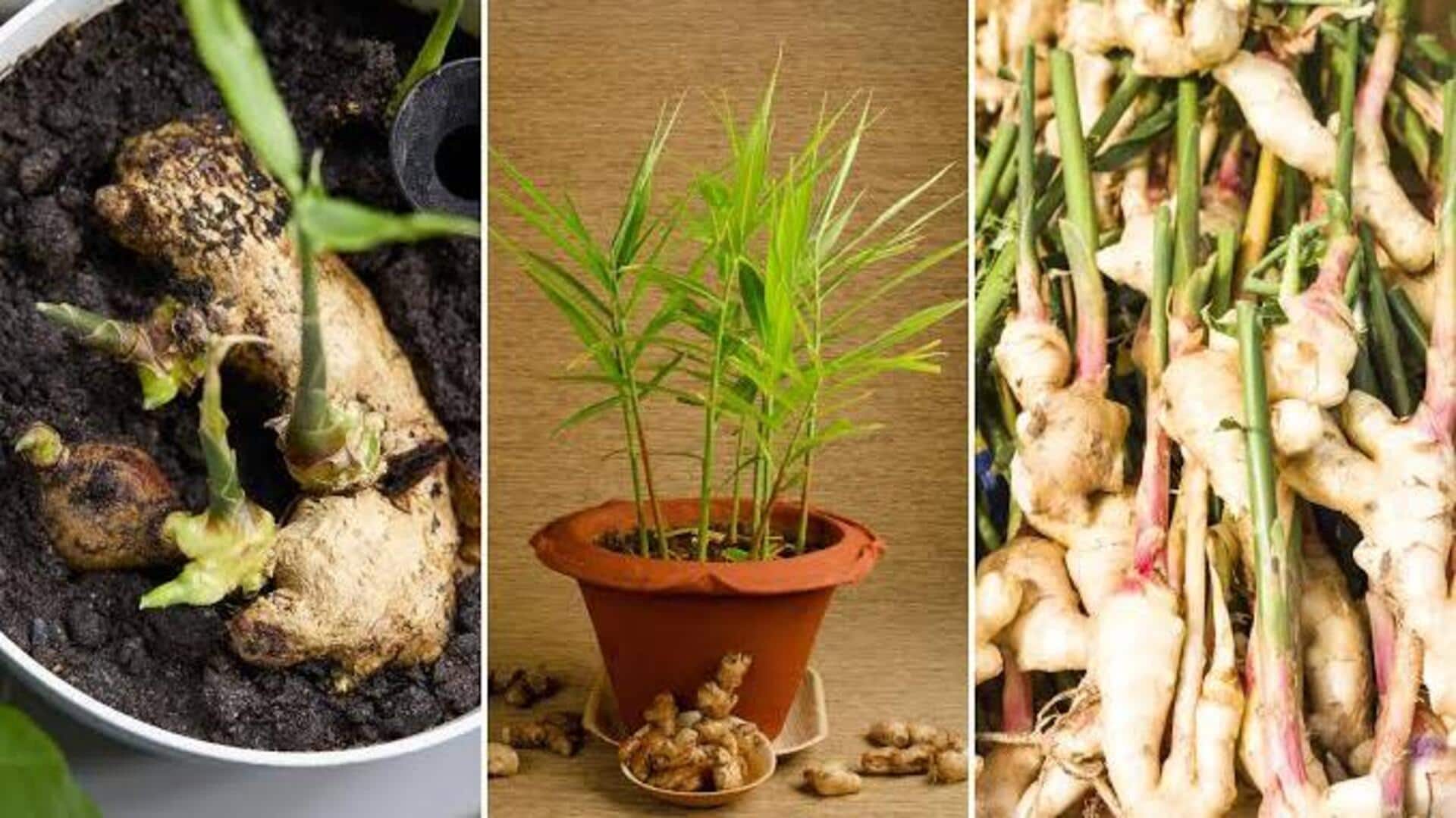 Home Gardening: ఇంట్లో అల్లం పెంచండిలా..