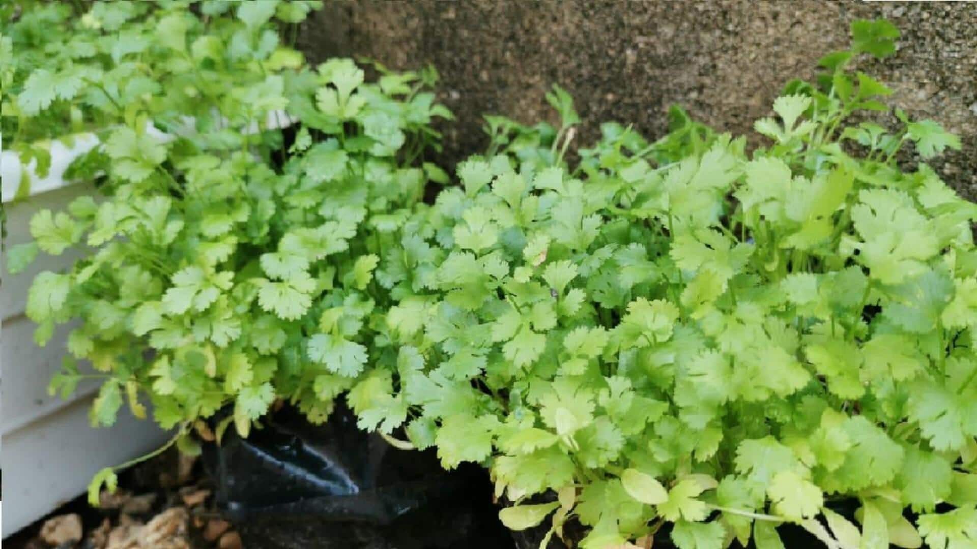 Tips: ఇంట్లో కొత్తిమీర ఎలా పెంచాలి? ఉపయోగాలివే