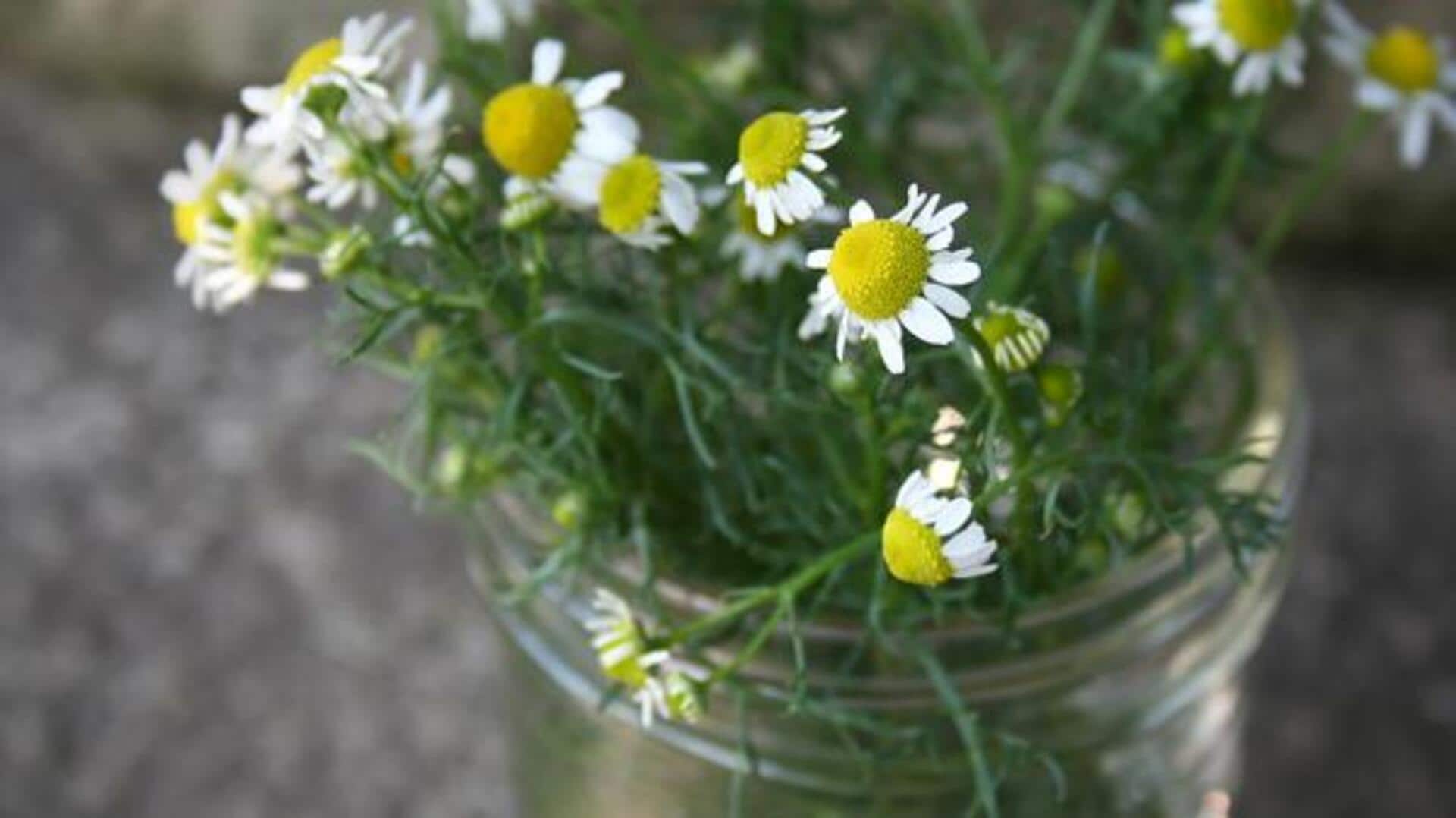 Chamomile: గాజు జాడీలలో చమోమిల్ ఎలా పెంచాలో తెలుసా?