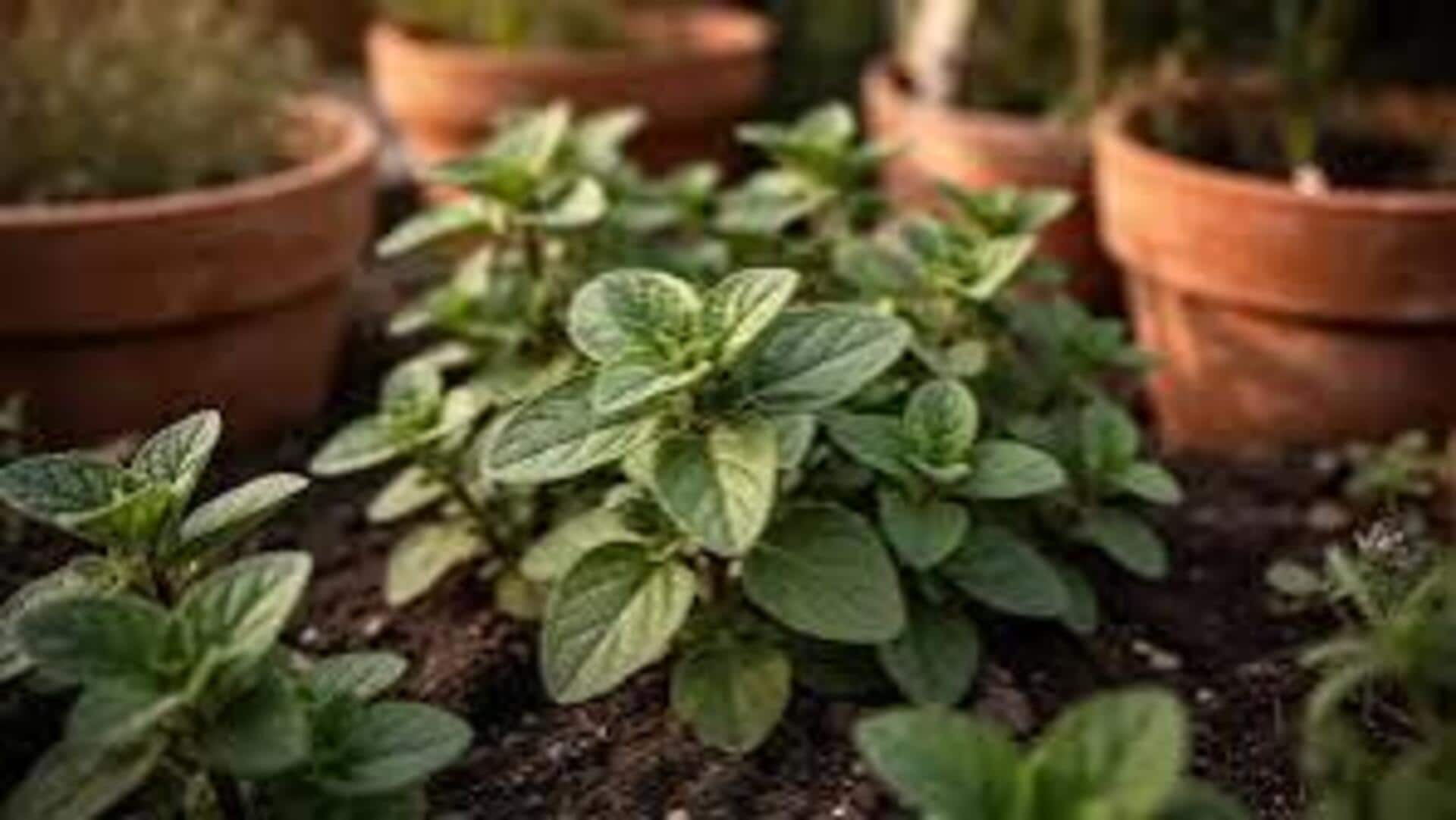 Indoor Marjoram Gardening: ఇండోర్‌ మర్జోరామ్‌ గార్డెనింగ్‌.. ఇంట్లో పెంచేందుకు కావాల్సిన పరికరాలివే!