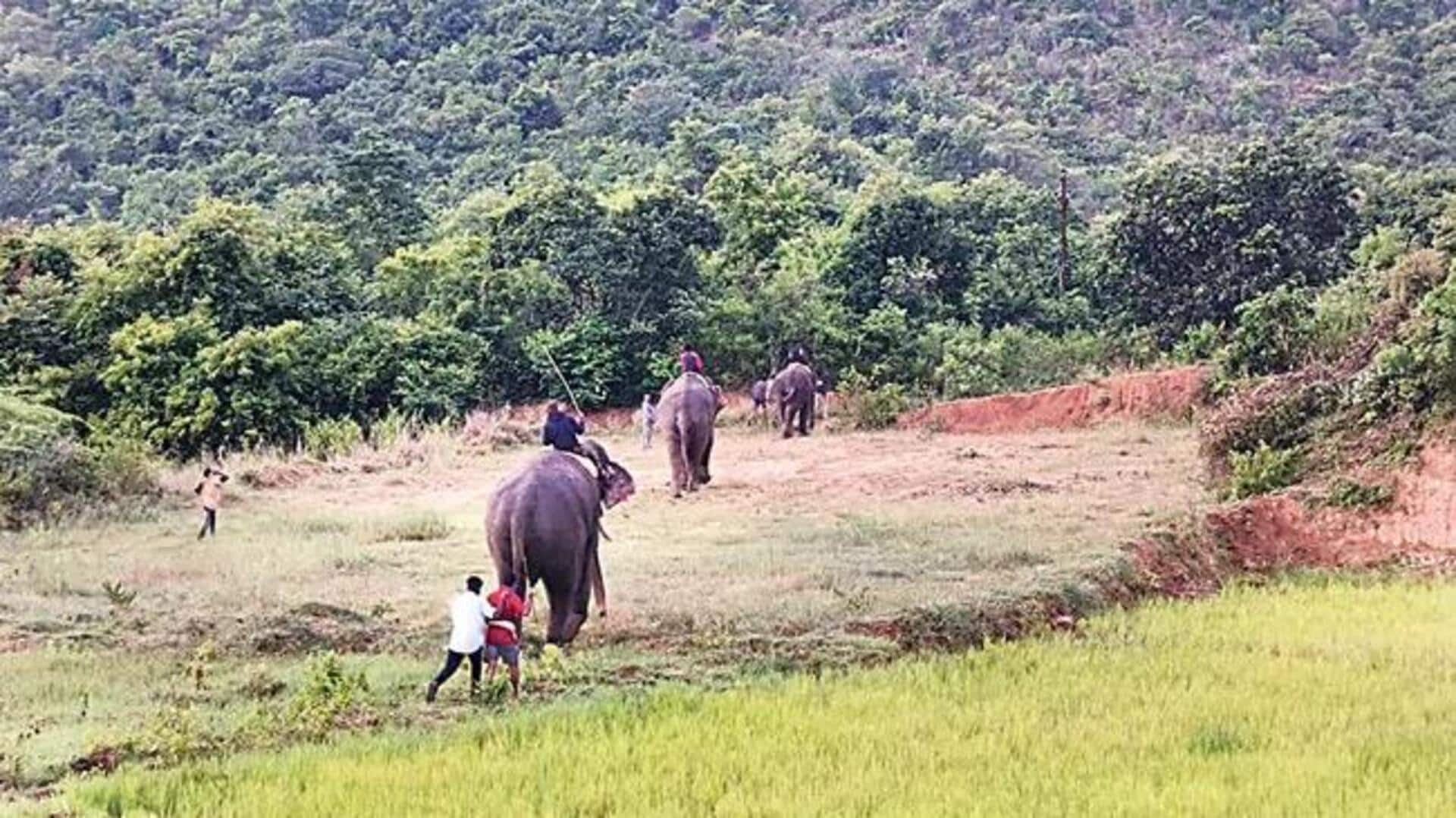 Kumki elephants: అడవి ఏనుగులకు కుంకీలతో అడ్డుకట్ట.. తొలి ప్రయత్నం విజయవంతం Kumki elephants: అడవి ఏనుగులకు కుంకీలతో అడ్డుకట్ట.. తొలి ప్రయత్నం విజయవంతం
