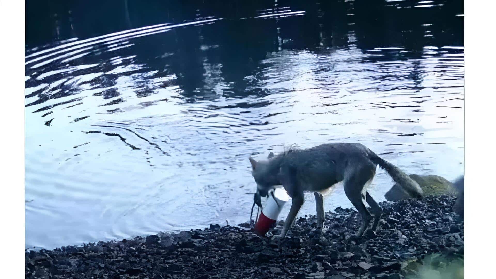 Wolf: తాడును లాగి వలలోని ఎర తిన్న తొడేలు: ప్రపంచంలో ఇదే తొలిసారి..