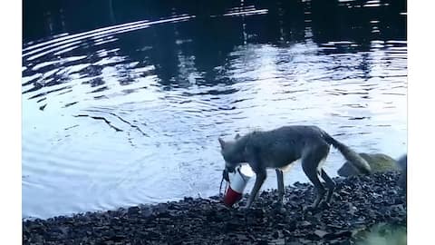 Wolf: తాడును లాగి వలలోని ఎర తిన్న తొడేలు: ప్రపంచంలో ఇదే తొలిసారి..