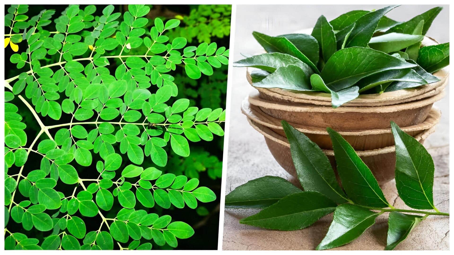 KARIVEPAKU MUNAGAKU PODI : కరివేపాకు, మునగాకు కారం పొడి.. సులభంగా, హెల్దీగా