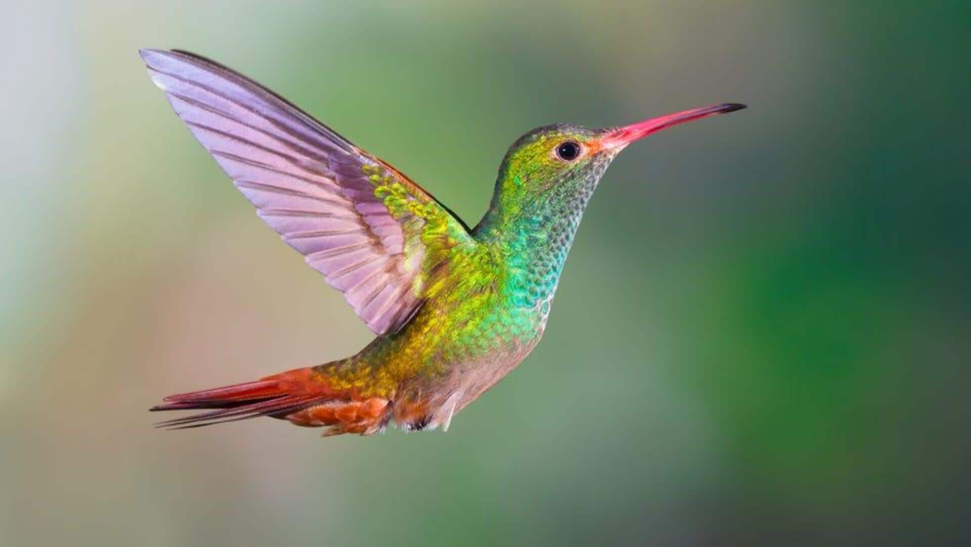 Hummingbird Breath: హమ్మింగ్‌బర్డ్‌ శ్వాసతో ఆరోగ్య ప్రయోజనాలు.. రోజూ ఇలా చేస్తే ఏమవుతుందో తెలుసా?