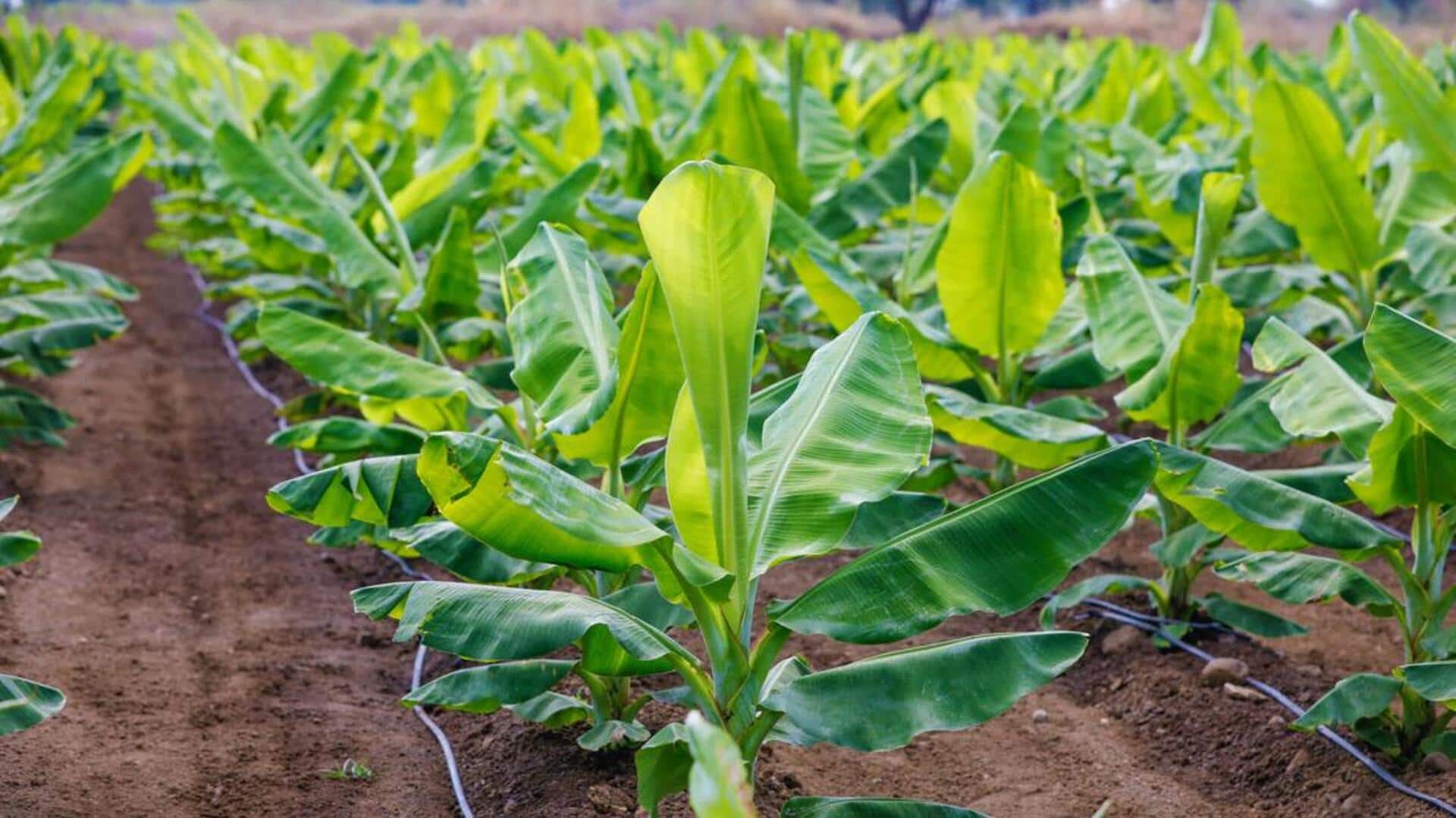 Tadipatri: తాడిపత్రిలో అరటి టిష్యూ కల్చర్ పరిశోధనా కేంద్రం ఏర్పాటు.. భూముల పరిశీలన ప్రారంభం Tadipatri: తాడిపత్రిలో అరటి టిష్యూ కల్చర్ పరిశోధనా కేంద్రం ఏర్పాటు.. భూముల పరిశీలన ప్రారంభం
