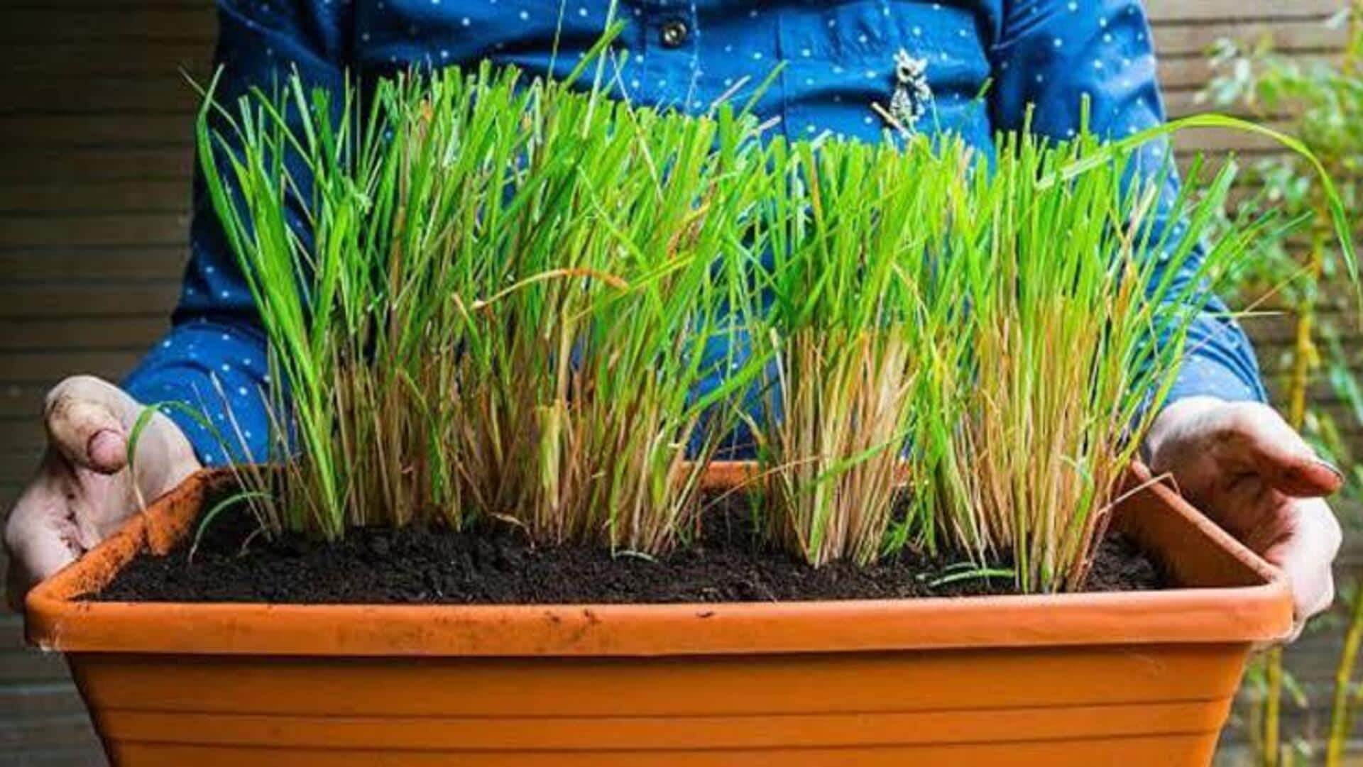 lemongrass gardening: బాల్కనీలోనే నిమ్మగడ్డి పెంచుకోవచ్చు.. ఈ చిట్కాలు పాటిస్తే చాలు!