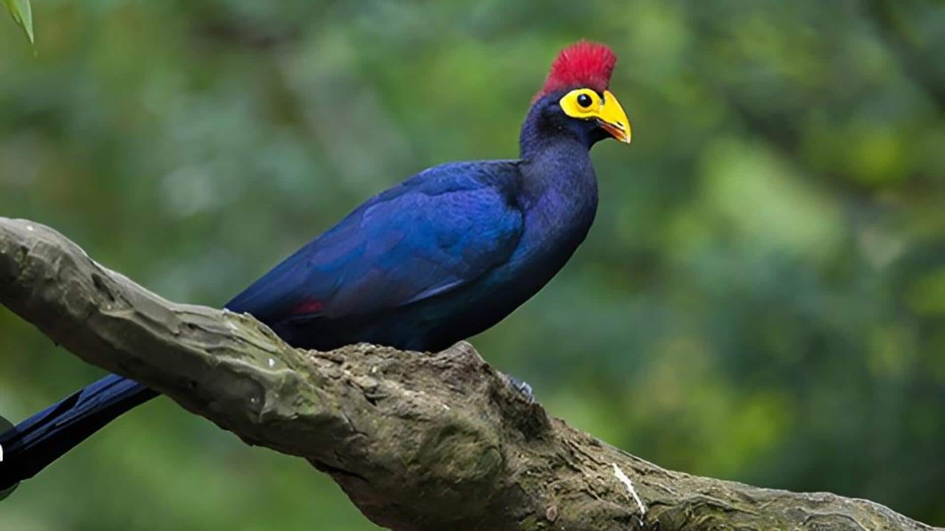 Gabon Wildlife: గాబన్‌లో అరుదైన వన్యప్రాణులు.. ఈ ప్రదేశాల్లో తప్పక చూడాల్సిందే!
