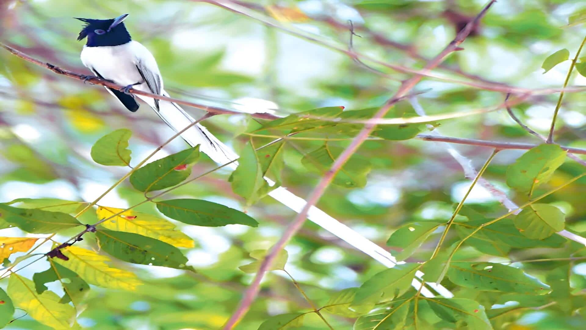 Kadapa: సోమశిల అటవీ ప్రాంతంలో అరుదైన తోక పిగిలి పిట్ట దర్శనం