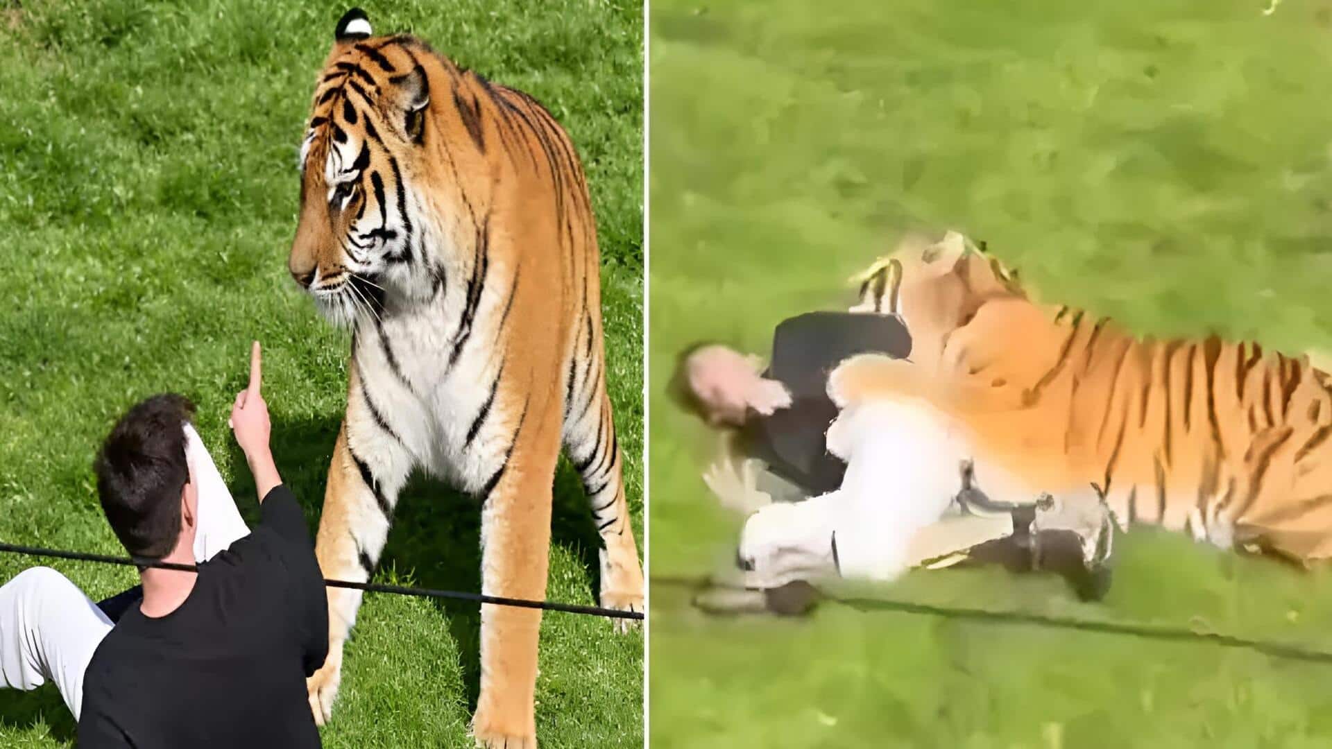 Tiger Enclosure: వైల్డ్‌లైఫ్‌ పార్క్‌లో విషాదం.. పులి దాడిలో వ్యక్తి మృతి!