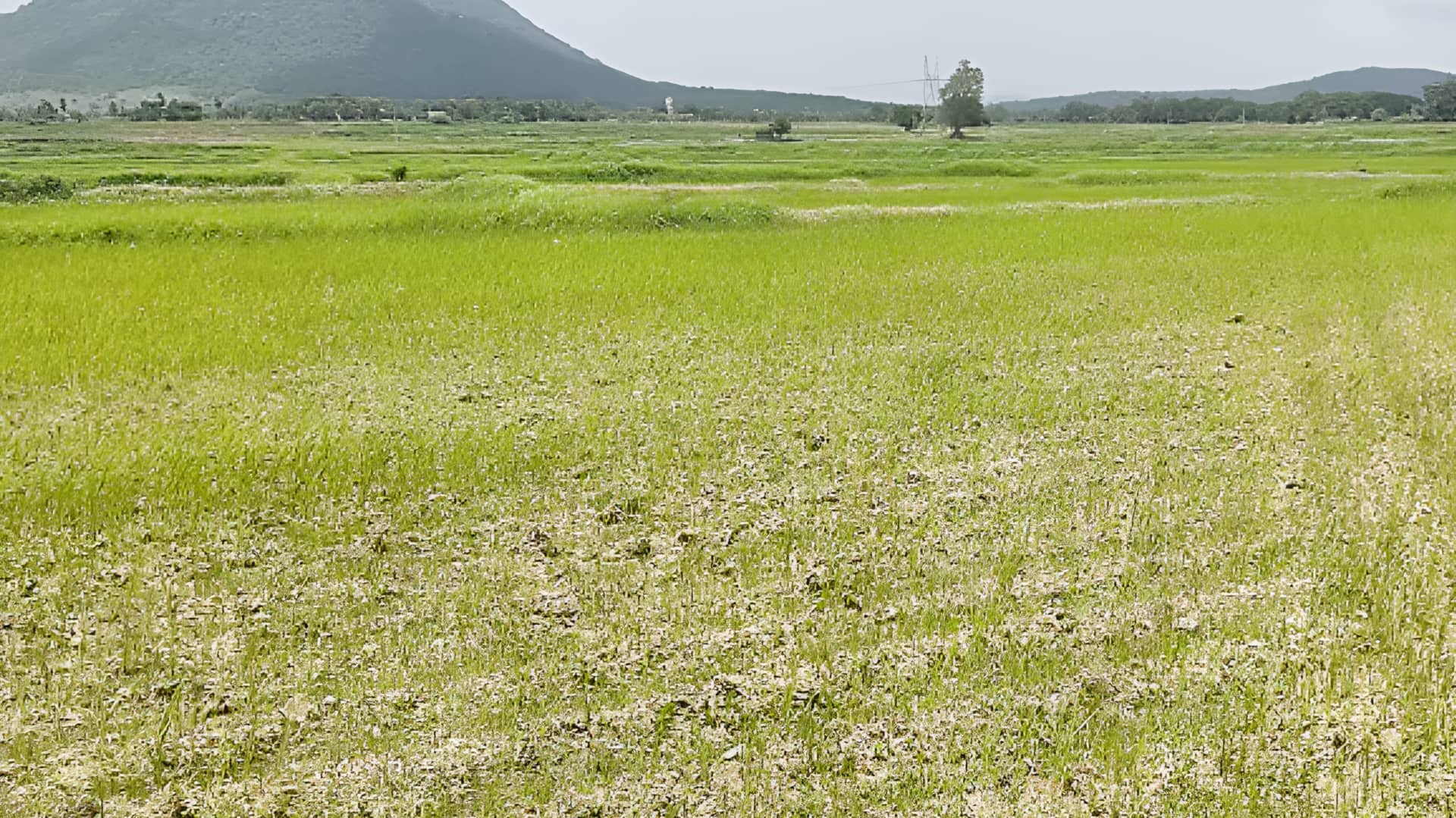 Water: ఎండిపోతున్న చెరువులు.. పొడిబారుతున్న పొలాలు
